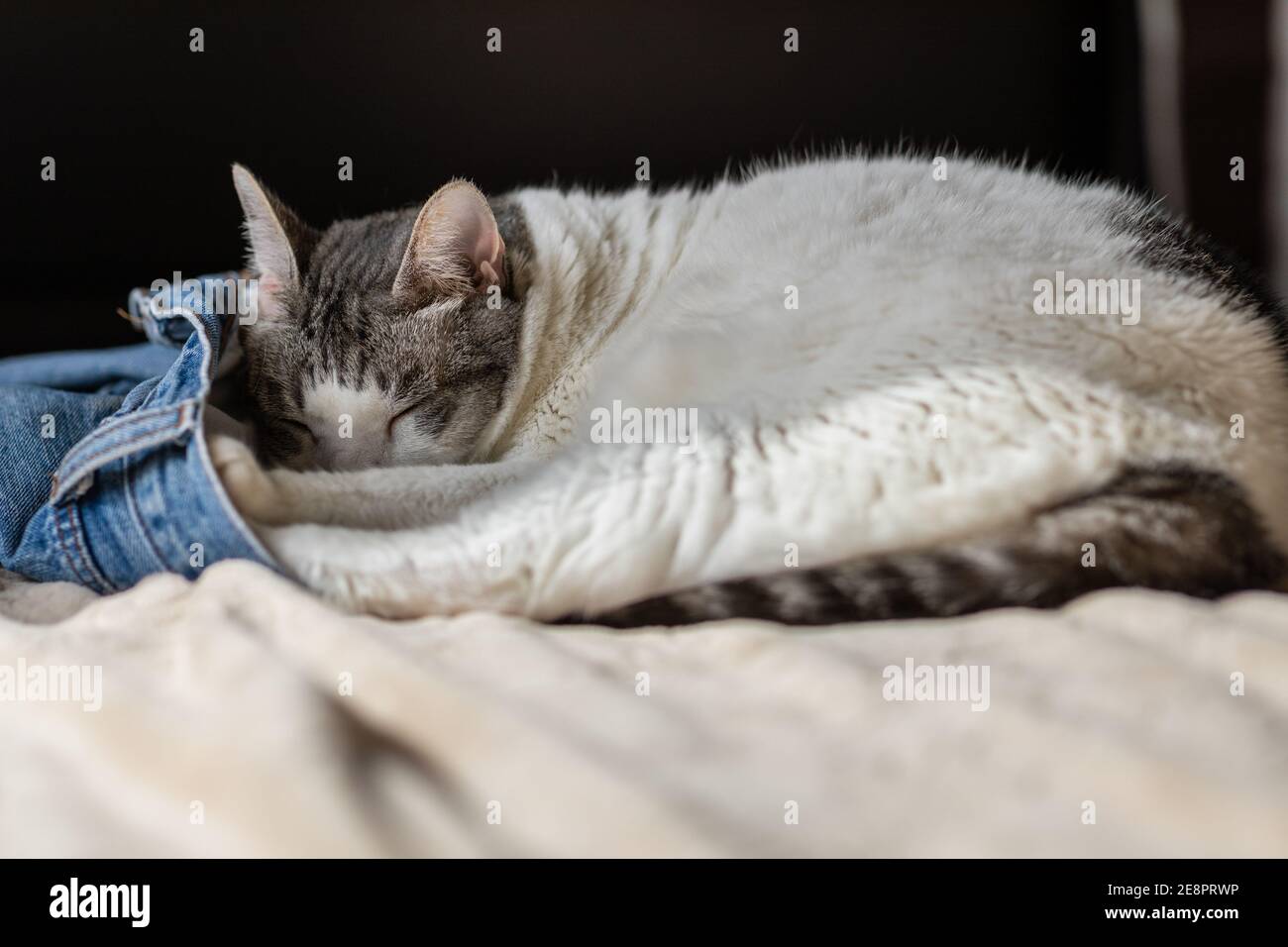 Eine entzückende weiße Katze schläft in einer blauen Jeans von jemandem auf einem Bett. Kuschelig und bequem. Stockfoto