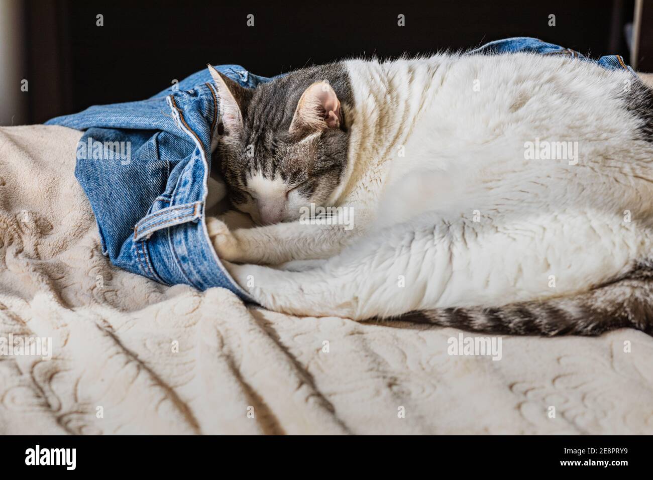 Eine entzückende weiße Katze schläft in einer blauen Jeans von jemandem auf einem Bett. Kuschelig und bequem. Stockfoto