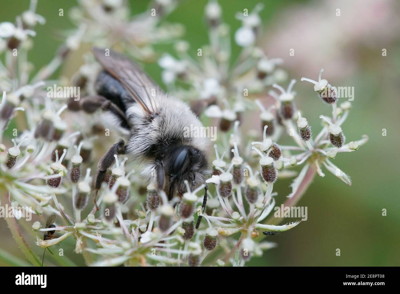 Eine weibliche graue Bergbiene, Andrena Vaga versteckt in gemeinsamen Schafgarbe Stockfoto