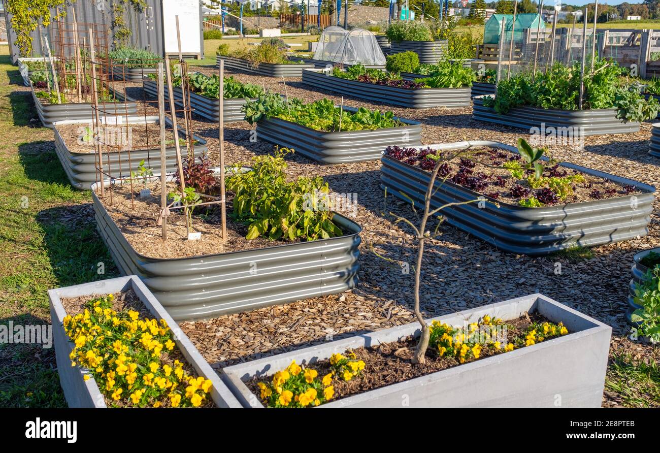Australian Stadtgemeinden Garten, Hochbetten Gemüse für nachhaltiges Leben anbauen Stockfoto
