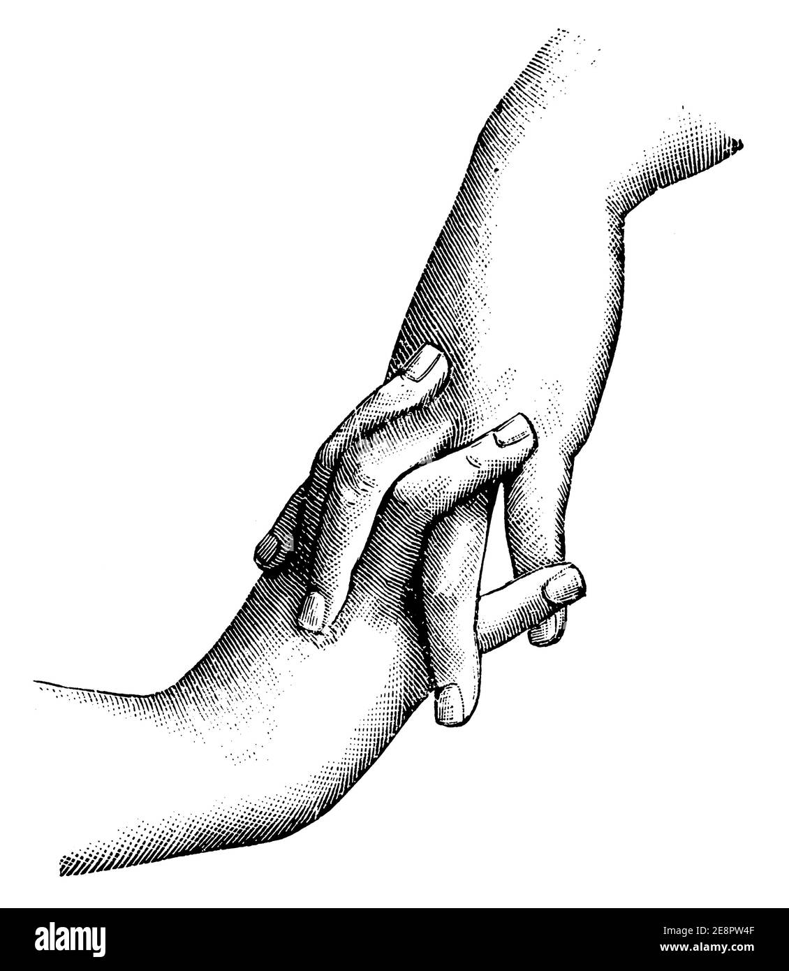 Die Hand, die die andere Hand hält. Illustration des 19. Jahrhunderts. Deutschland. Weißer Hintergrund. Stockfoto