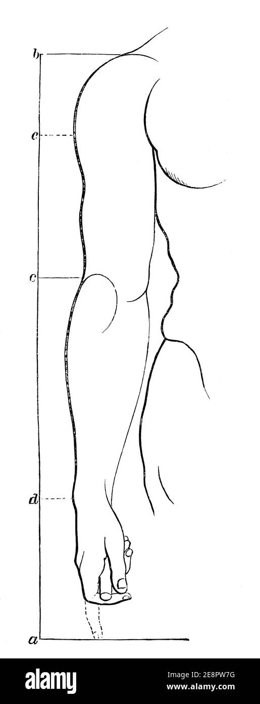 Menschliche Hand und Körperteil mit relativen Proportionen. Illustration des 19. Jahrhunderts. Deutschland. Weißer Hintergrund. Stockfoto