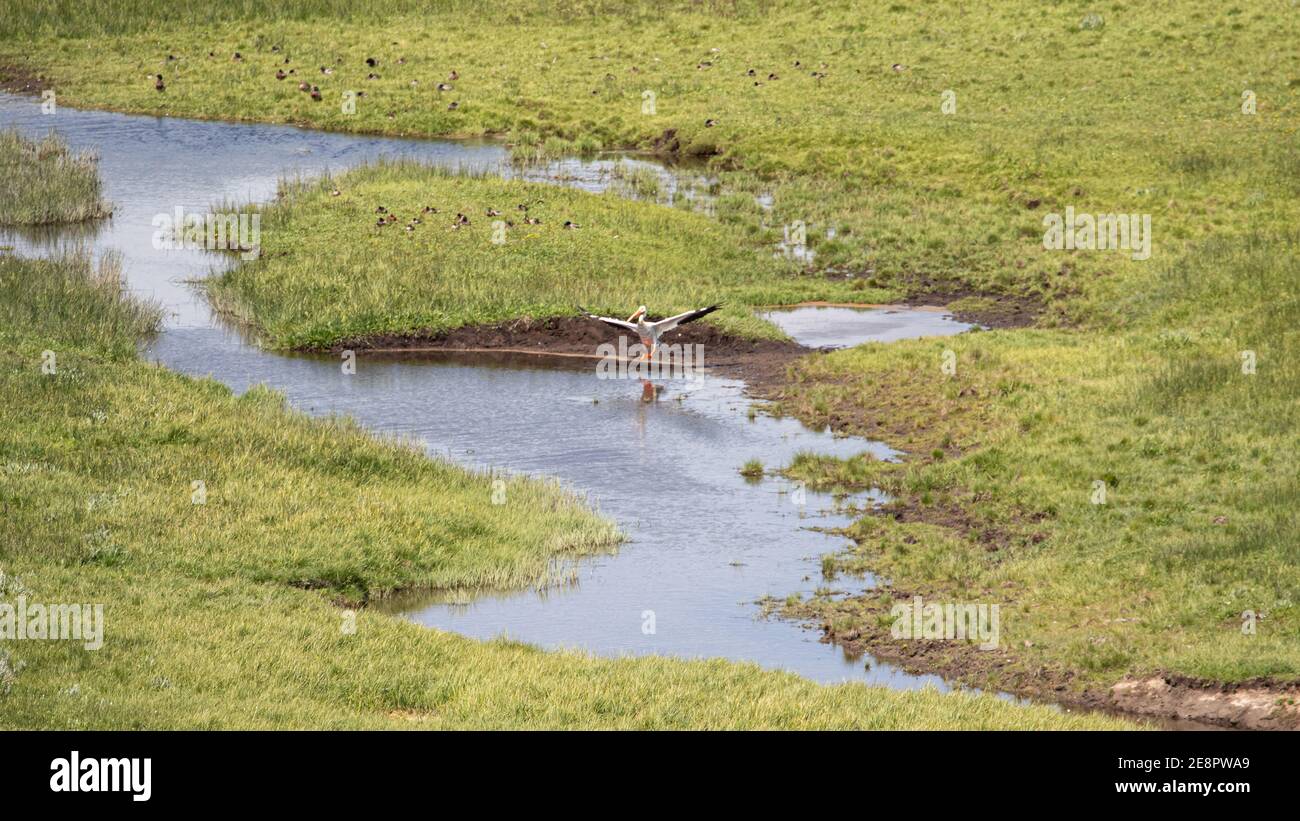 Yellowstone Nationalpark Landschaft Stockfoto