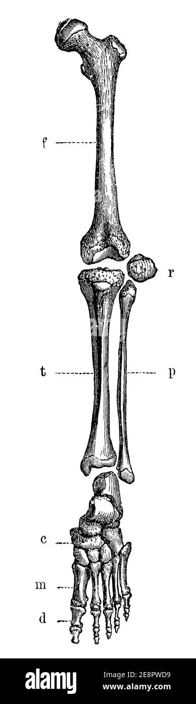 Linke Beine Knochen Menschen von vorne gesehen. Illustration des 19. Jahrhunderts. Deutschland. Weißer Hintergrund. Stockfoto