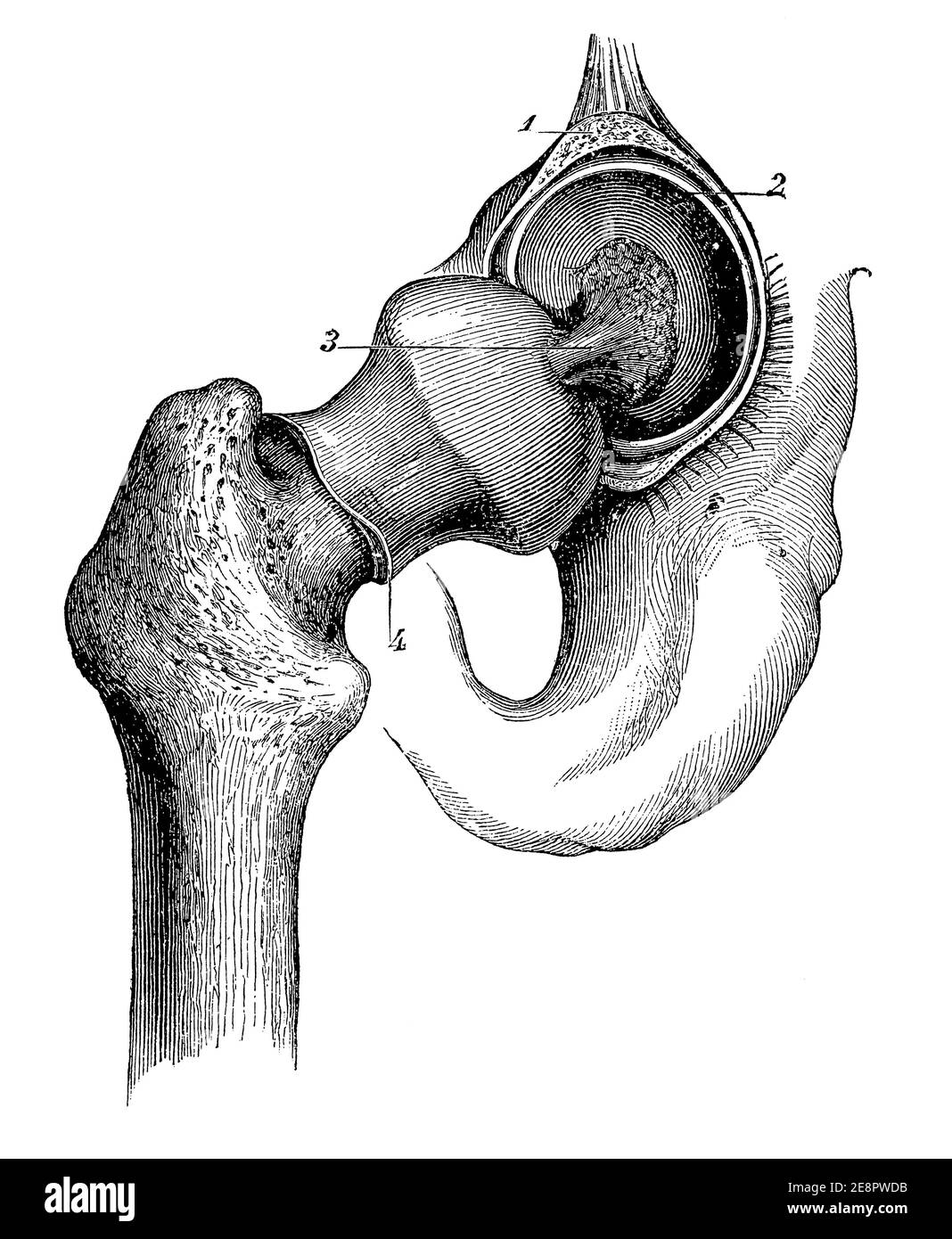 Das Hüftgelenk. Illustration des 19. Jahrhunderts. Deutschland. Weißer Hintergrund. Stockfoto