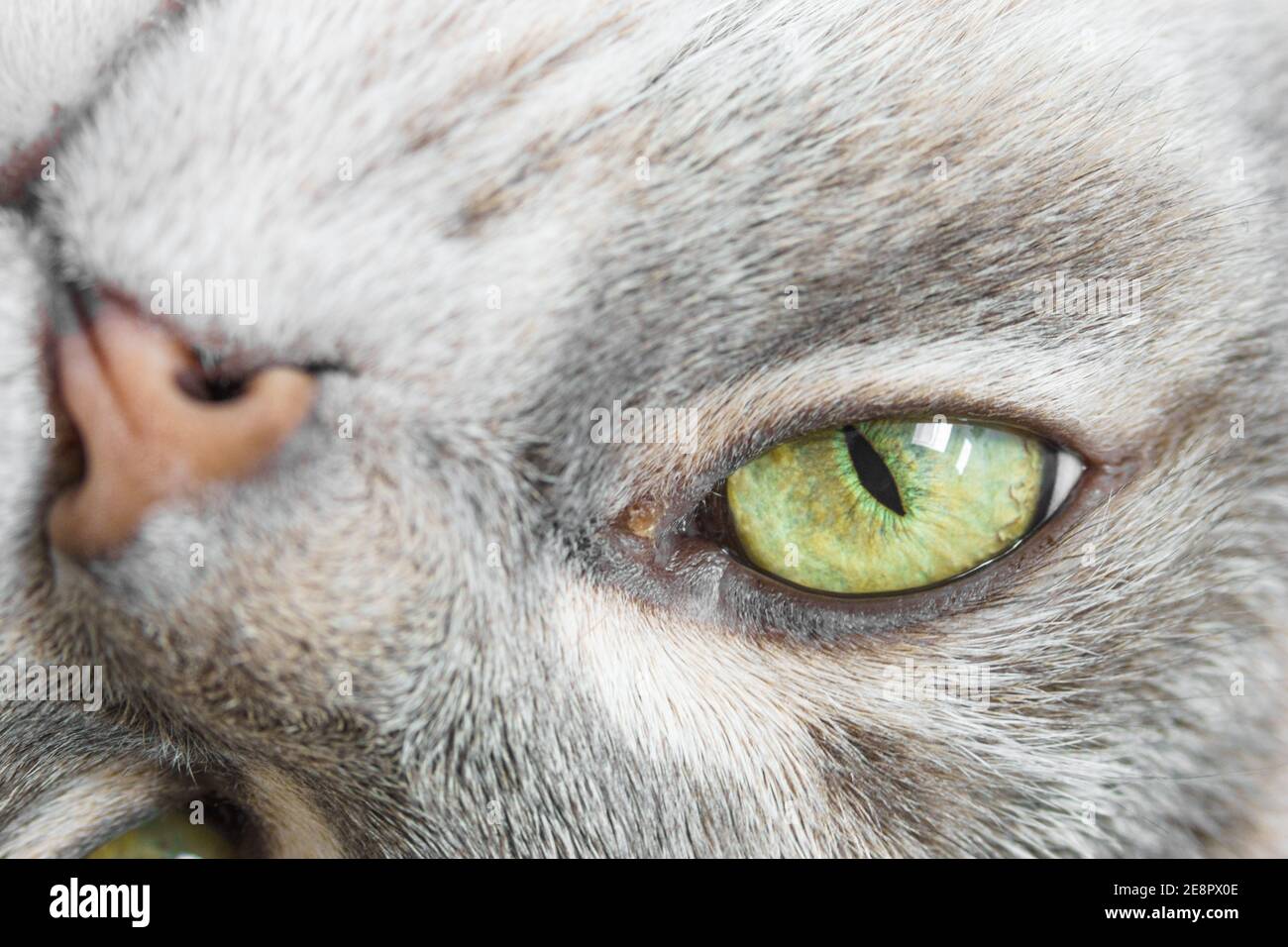 Porträt einer entspannt liegenden Katze mit grauem Fell Stockfoto
