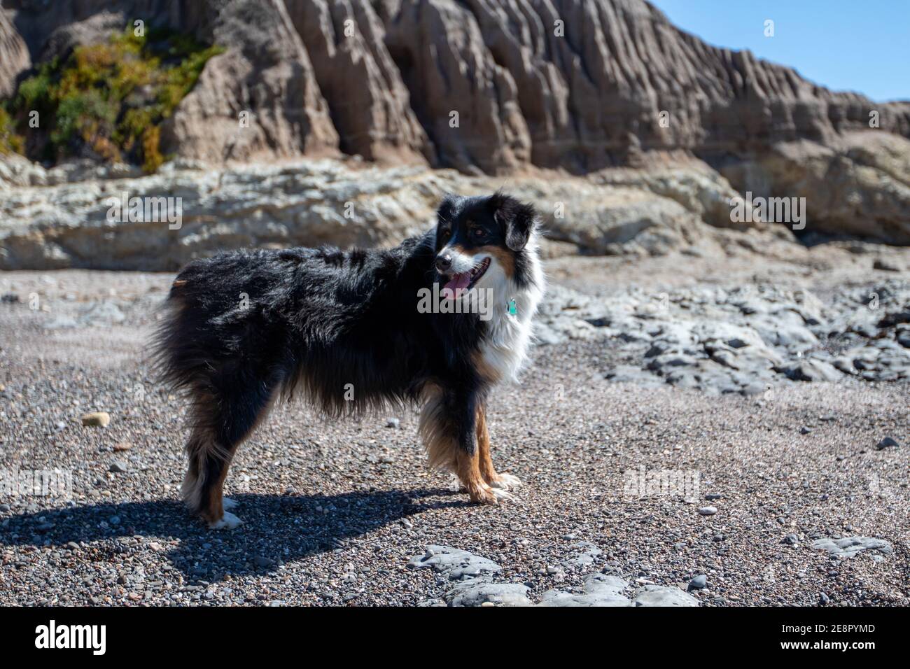 Australian Shepherd Dog Stockfoto