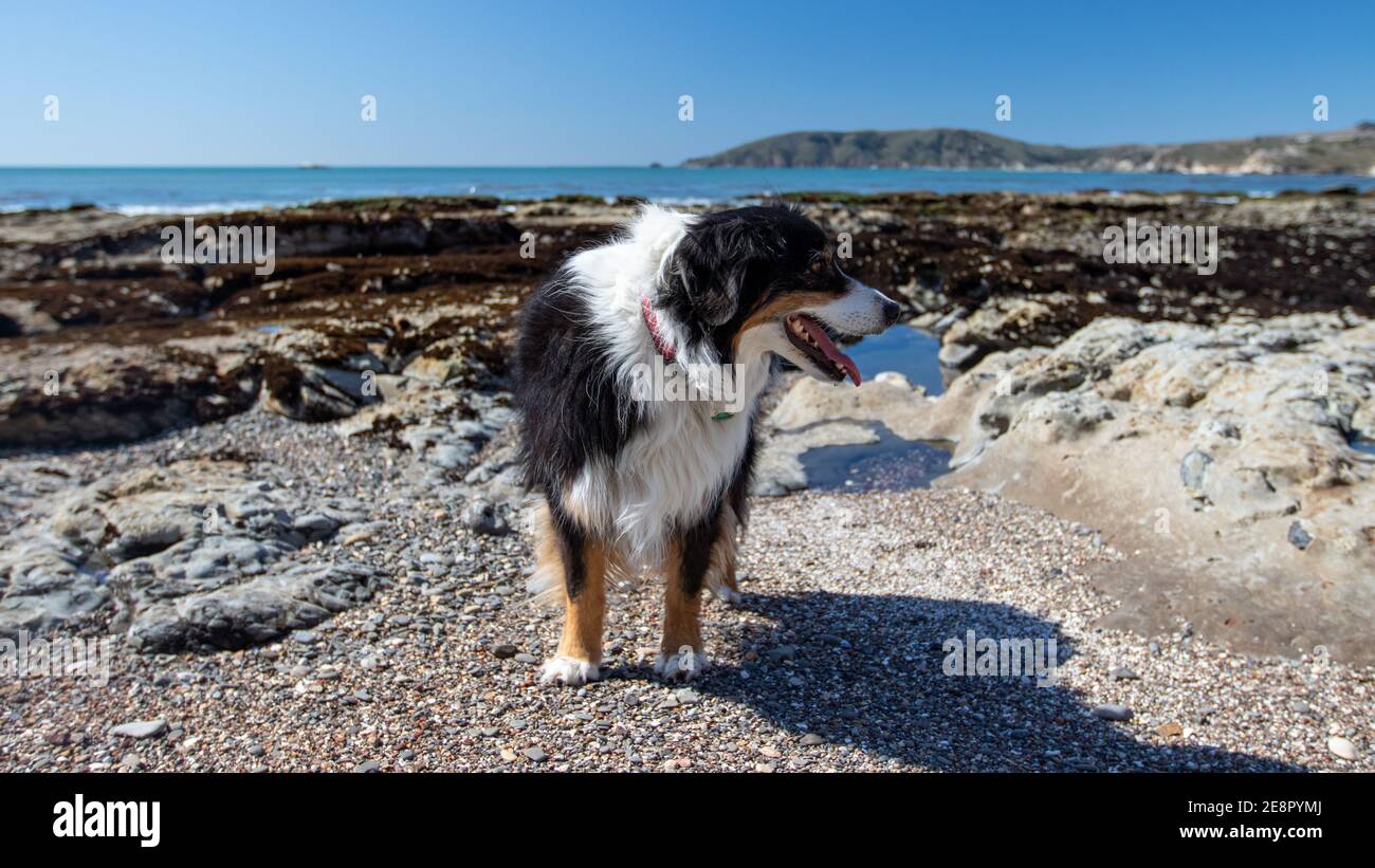 Australian Shepherd Dog Stockfoto