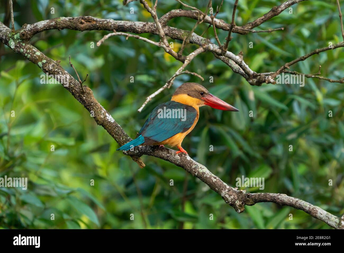 Ein einzelner Storchschnabel Eisvogel, der in einem Baum des Mangrovenwaldes in Pasir RIS, Singapur, thront Stockfoto