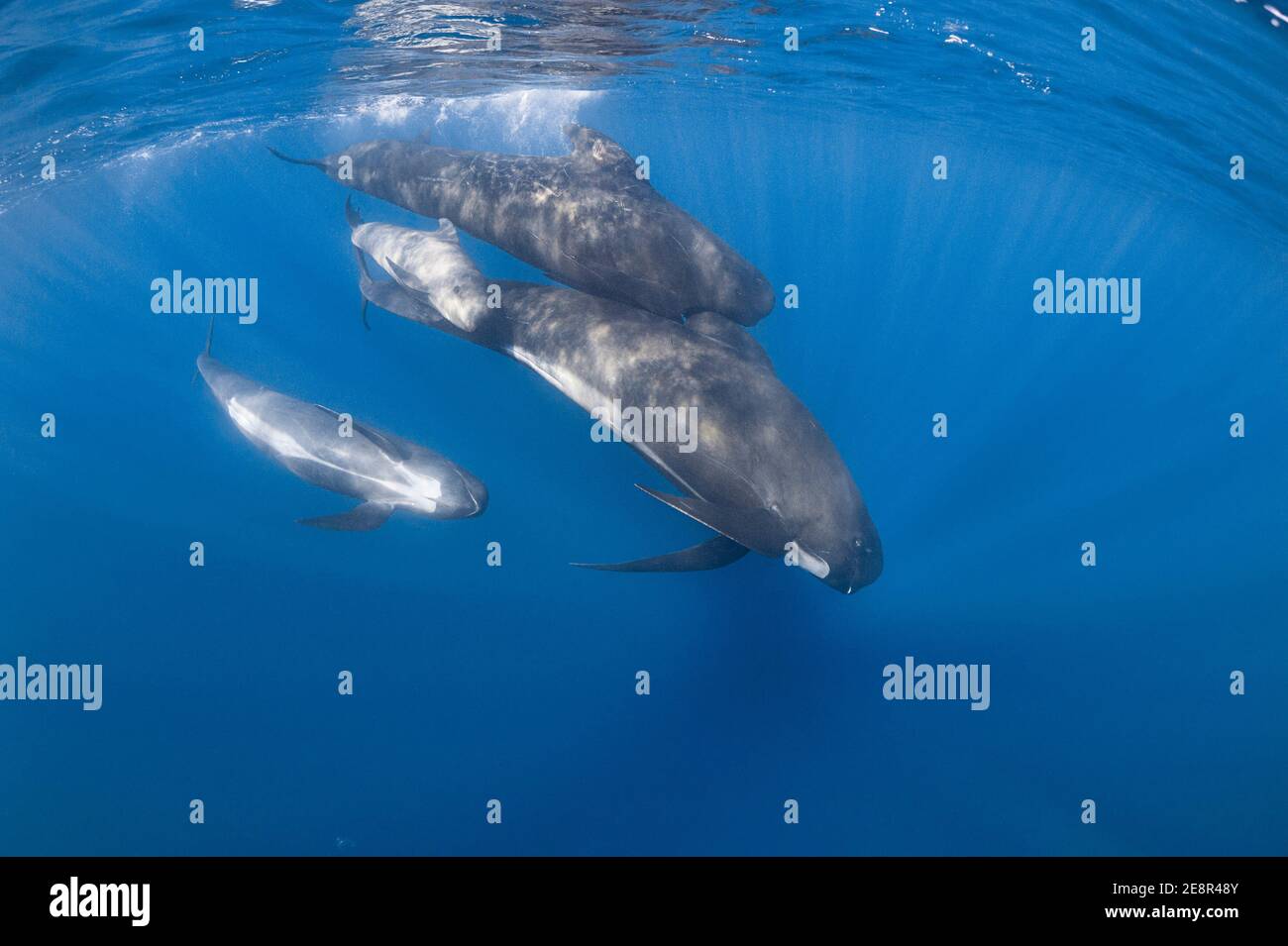 Langflossentäuberwale, Globicephala melas, Erwachsene mit jungem und kleinem Kalb, Meerenge von Gibraltar ( Nordatlantik ) Stockfoto