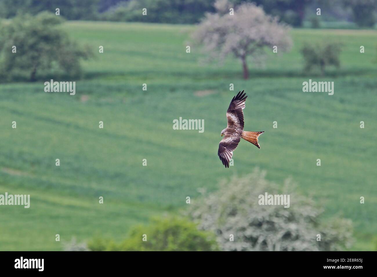 Roter Drachen (Milvus milvus) Erwachsener, der über Ackerland fliegt, Baden-Württemberg, Deutschland Stockfoto