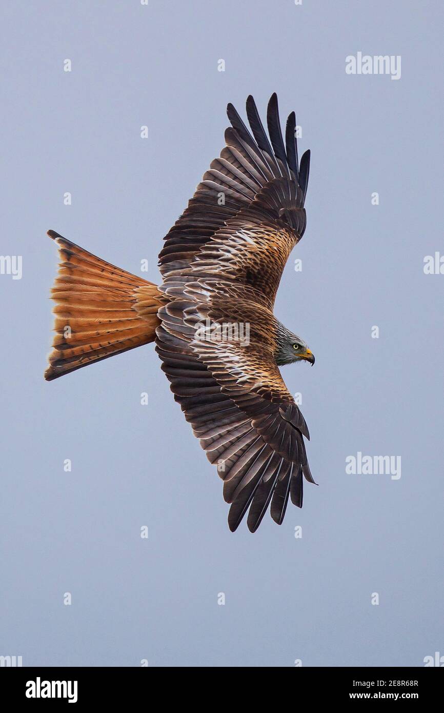 Red Kite (Milvus milvus) Erwachsener, Nahaufnahme, Baden-Württemberg, Deutschland Stockfoto