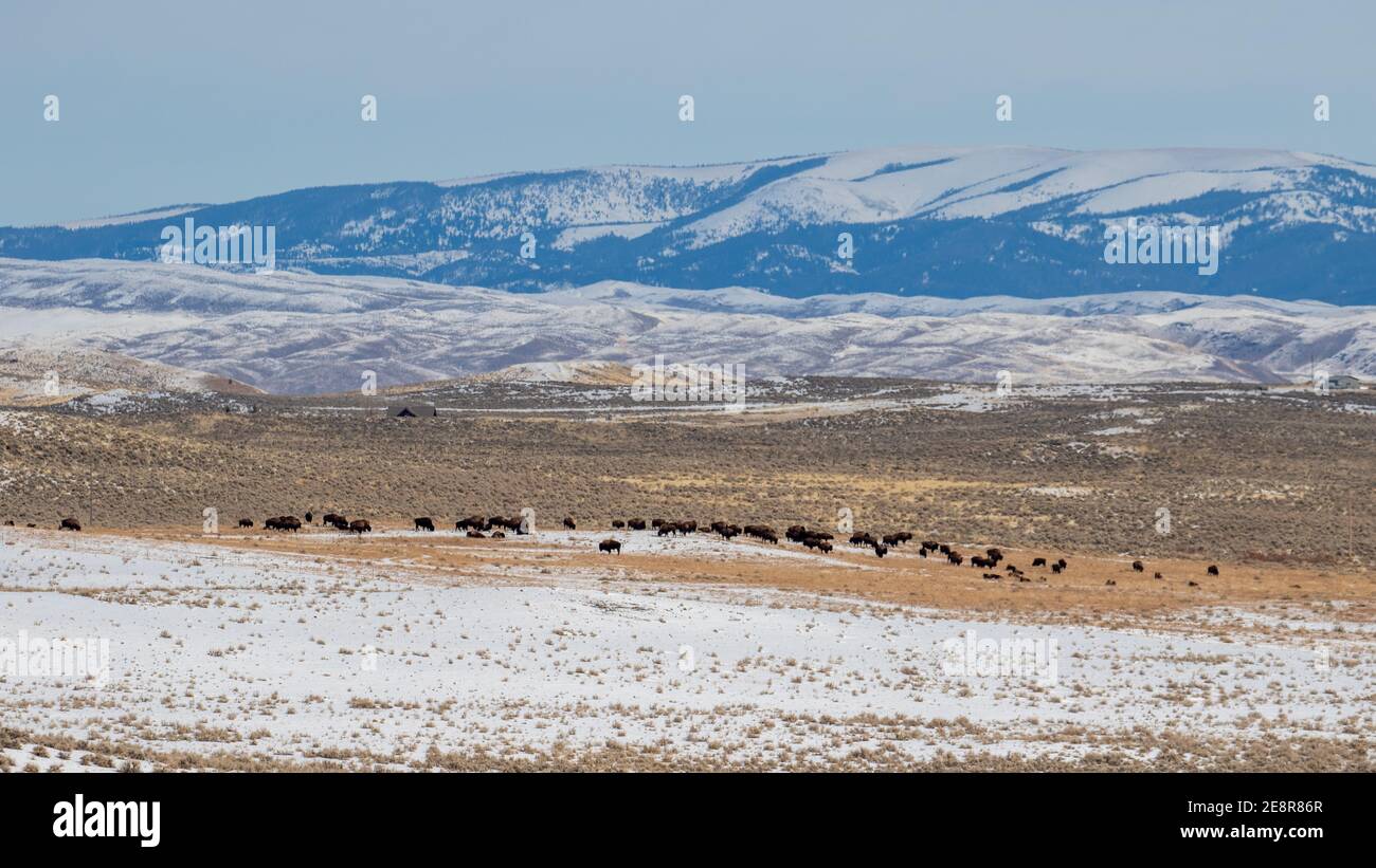 Montana Landschaft Mit Bison Stockfoto
