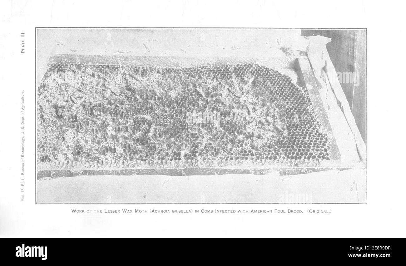 Verschiedene Artikel über die Bienenzucht (Seite III) Stockfoto