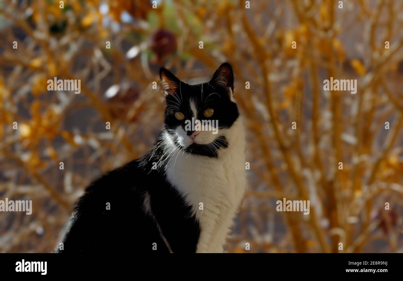 Katze poisiert vor Baum, der Blätter verliert Stockfoto