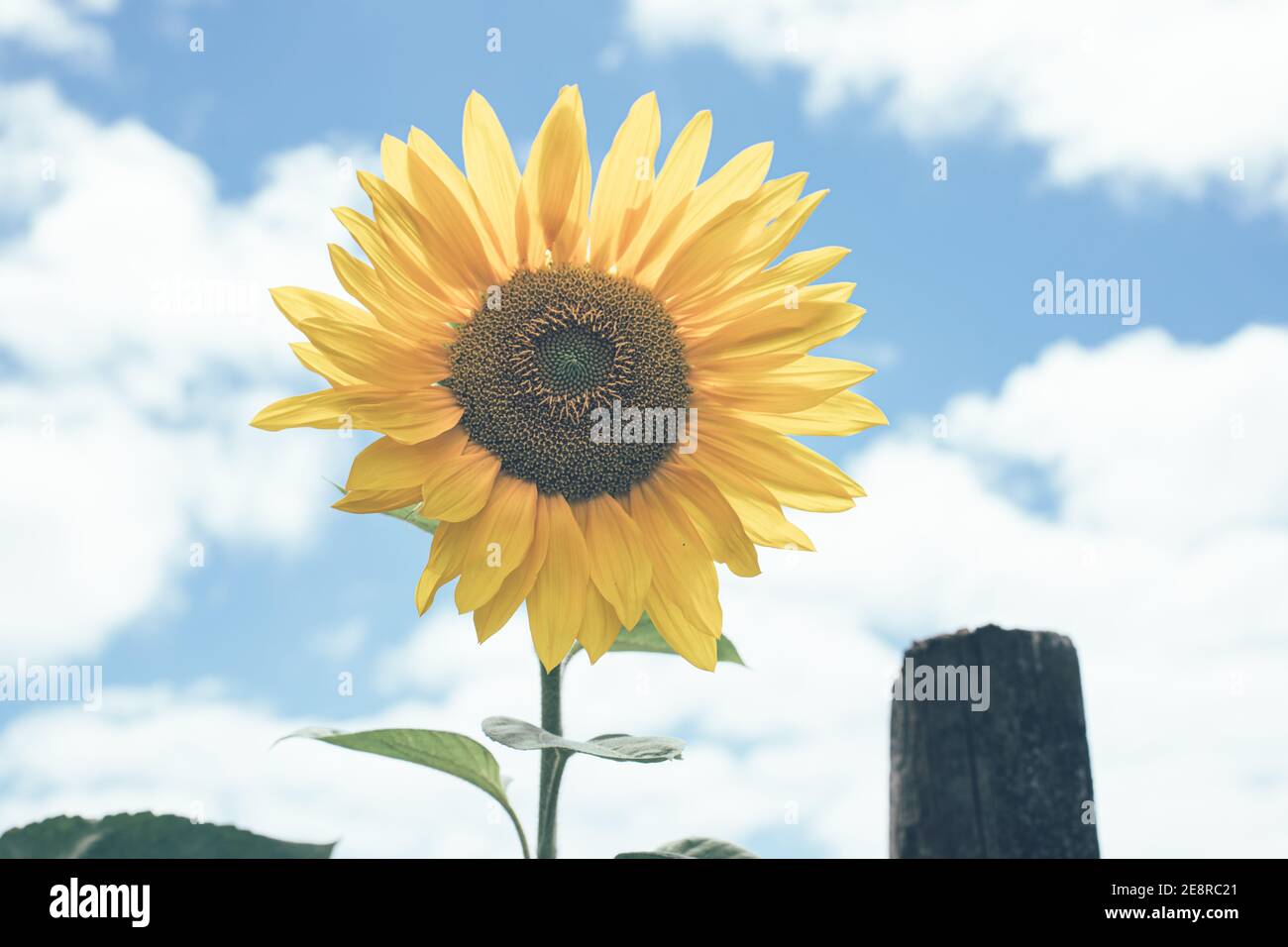 Horizontales Bild der Sonnenblume´s sonnigen Sommertag Stockfoto