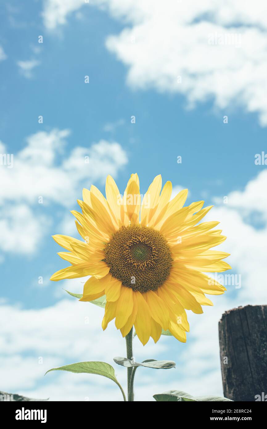 Vertikales Bild der Sonnenblume´s sonnigen Sommertag Stockfoto