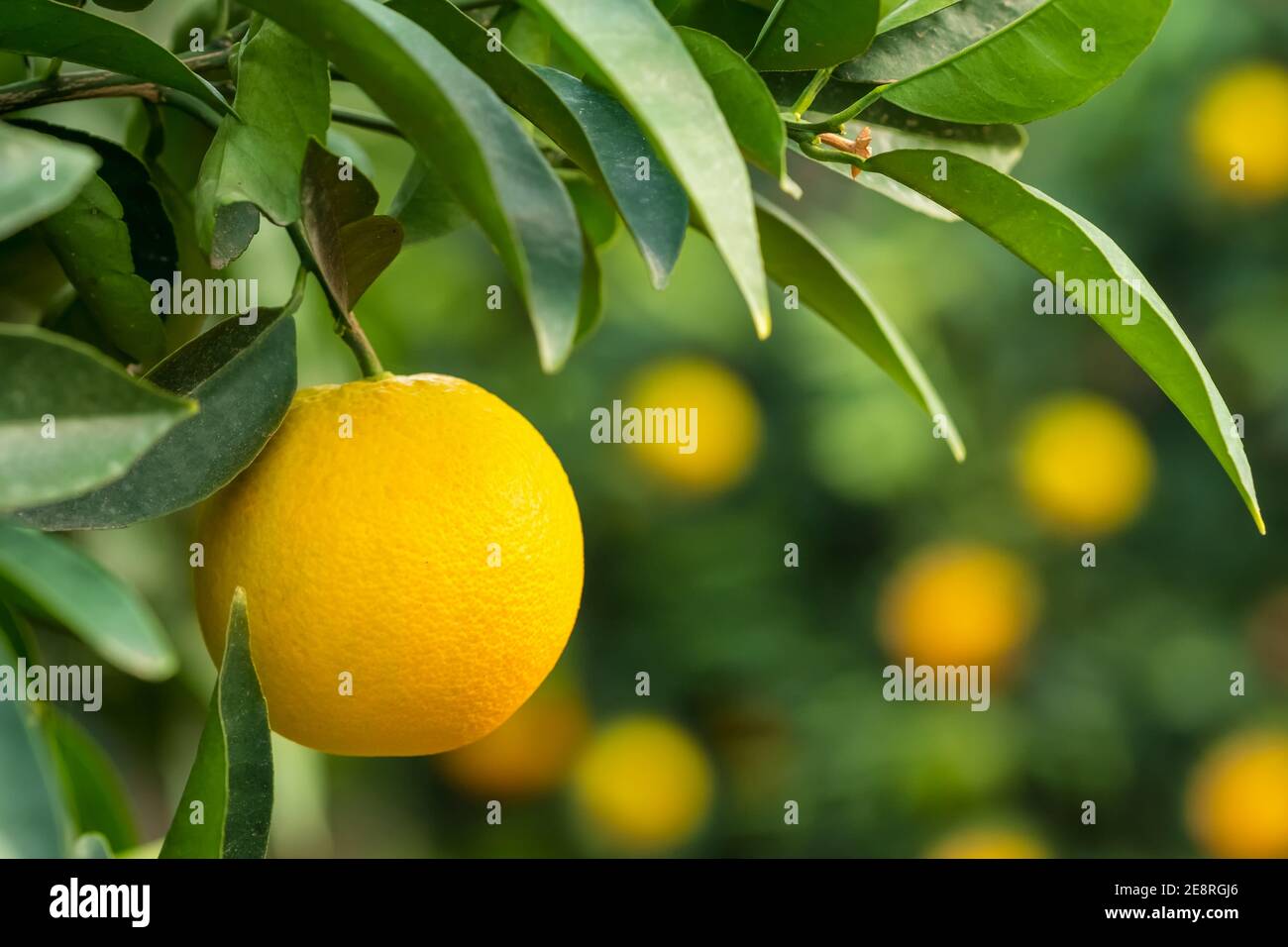 Orange Hängen an einem Baum im Garten die Früchte reifen Stockfoto