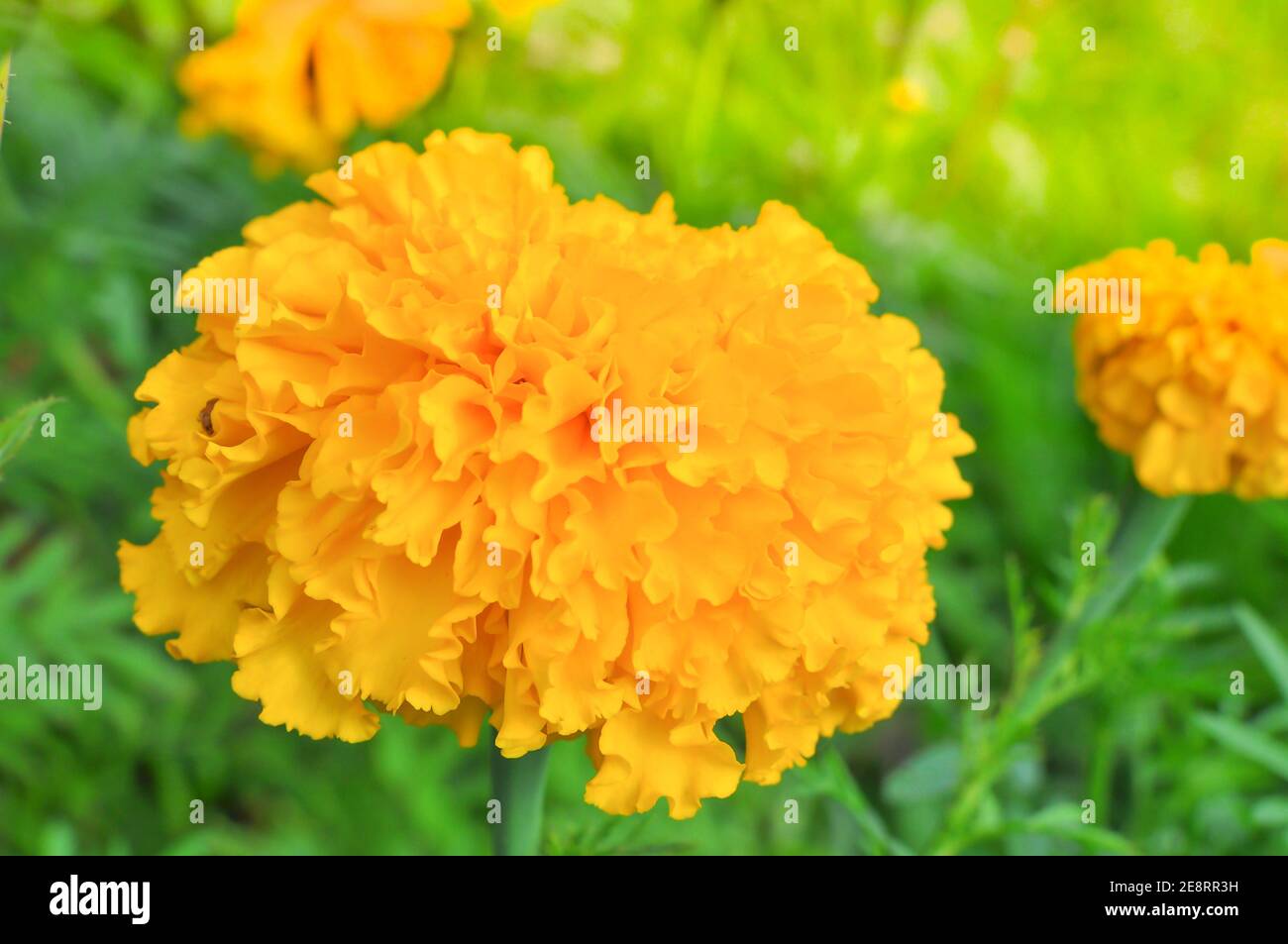 Schöne frische Ringelblumen im Blumenbeet Stockfoto