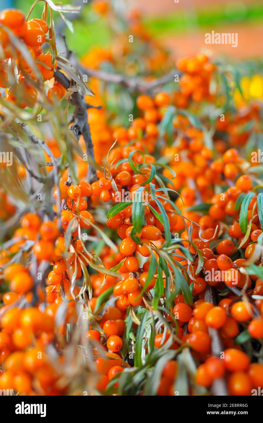 Trauben von reifen frischen Sanddorn im Garten an einem sonnigen Tag. Nahaufnahme, selektiver Fokus, geringe Schärfentiefe. Stockfoto