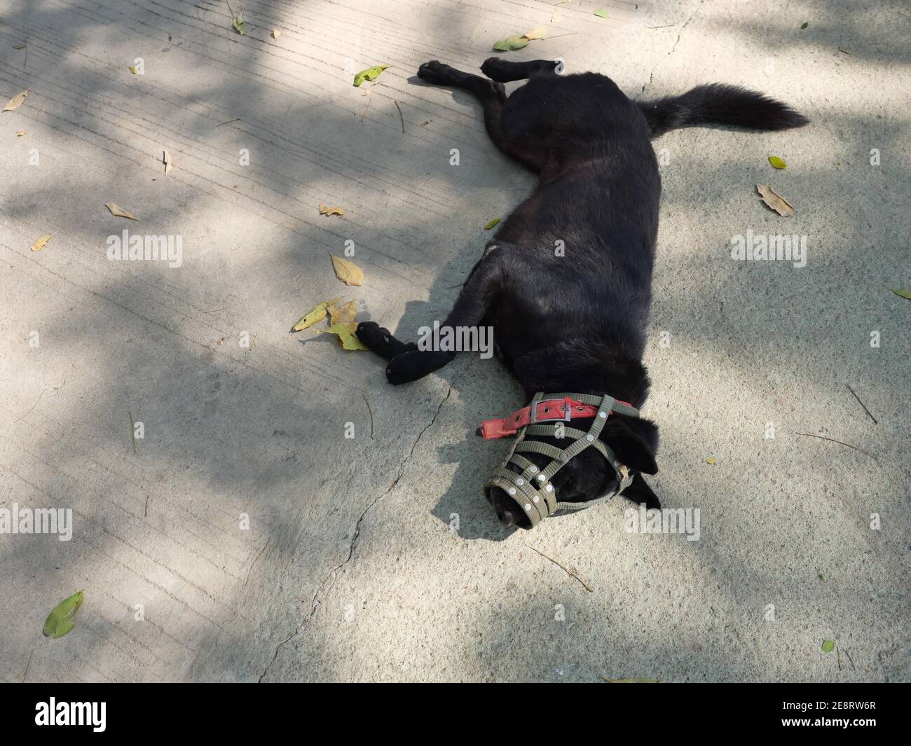 Der schwarze kurzhaarige Hund den Mund war mit Schnauze bedeckt, Haustier schlafen auf grauem Boden Stockfoto