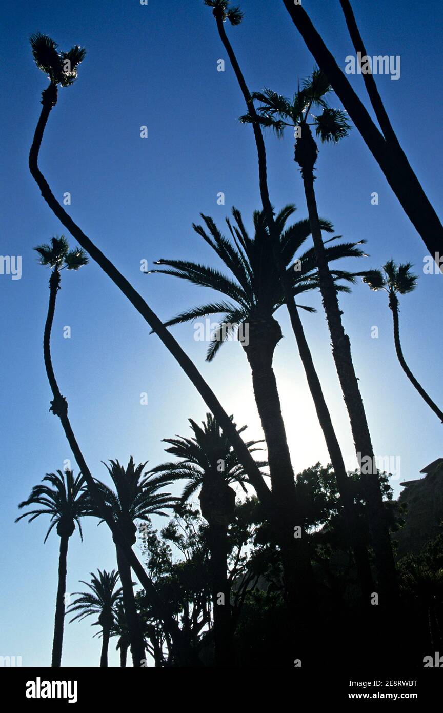 Palmen entlang der Küste bei San Pedro, Kalifornien Stockfoto