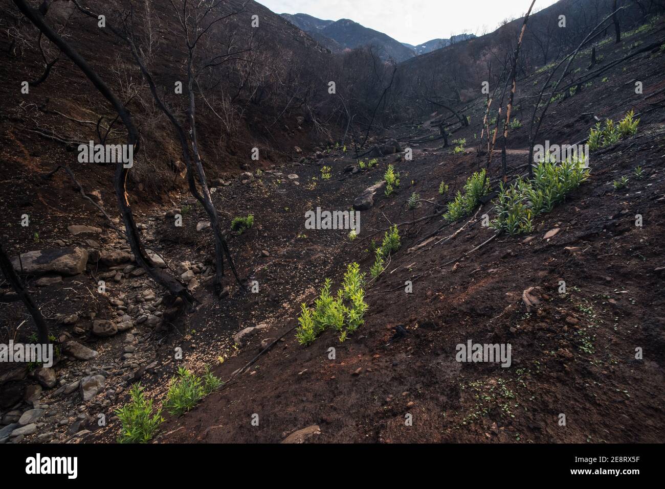 Kolonisierende Pflanzen beginnen in einem verbrannten Tal in der Grafschaft Solano aufzutauchen, wo Mitte 2020 Waldbrände über die Landschaft brannten. Stockfoto