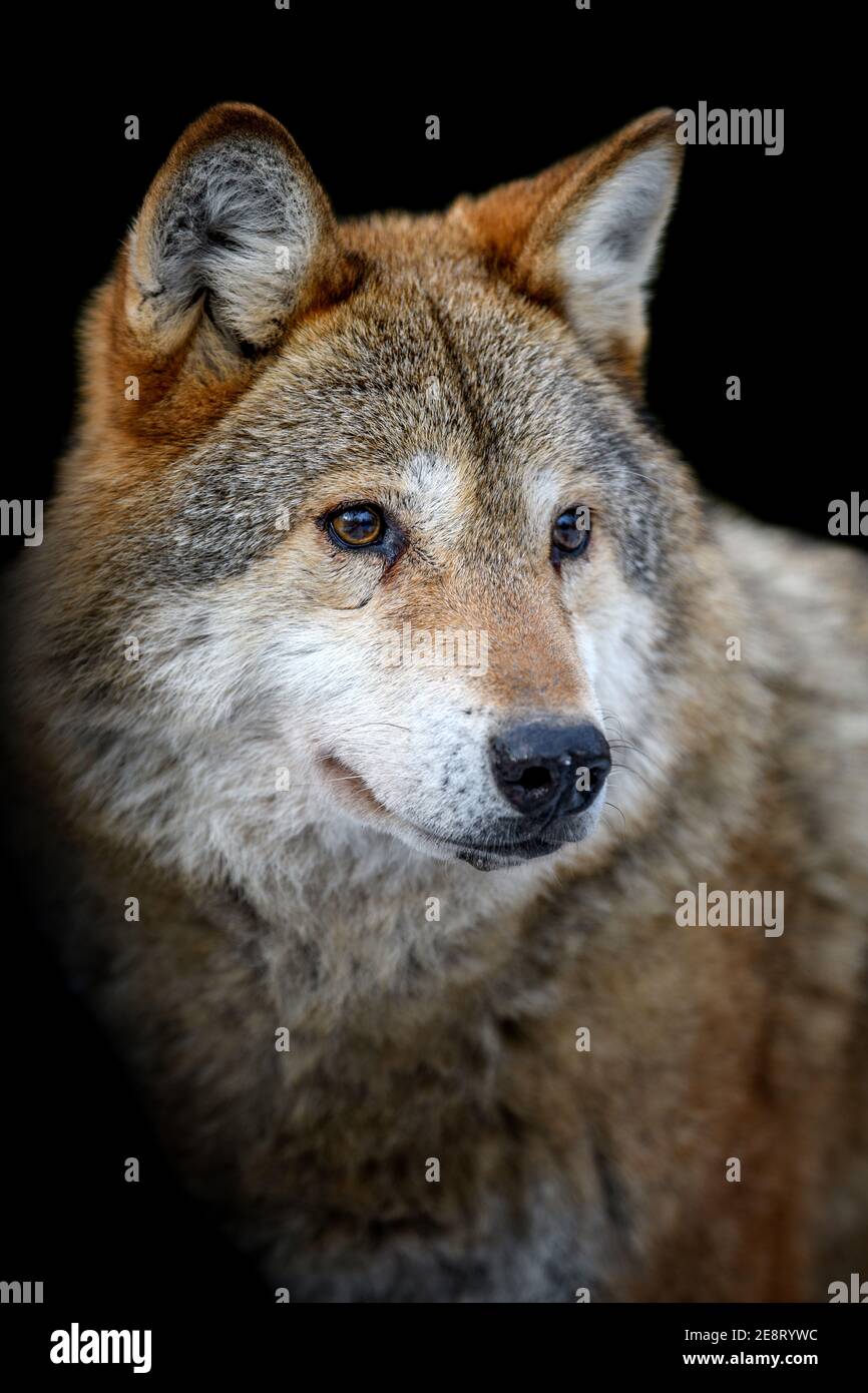 Nahaufnahme Wolf Porträt. Wildtier isoliert auf schwarzem Hintergrund Stockfoto