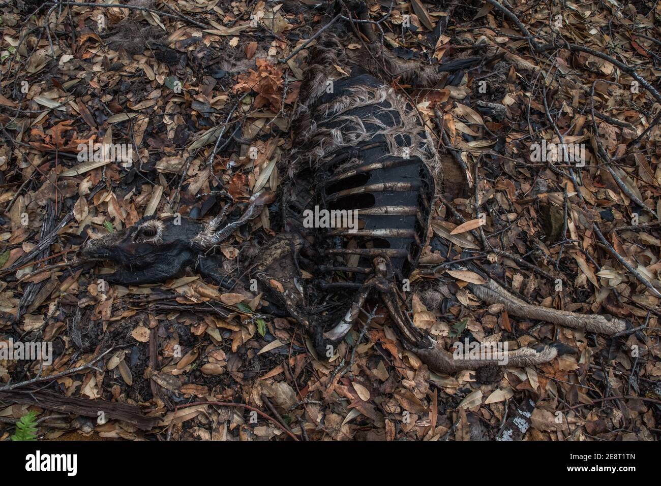 Tote Maultierhirsche (Odocoileus hemionus californicus) zerfallen auf dem Waldboden in Kalifornien, vielleicht ein Opfer von Waldbränden, die das Gebiet verwüstet. Stockfoto