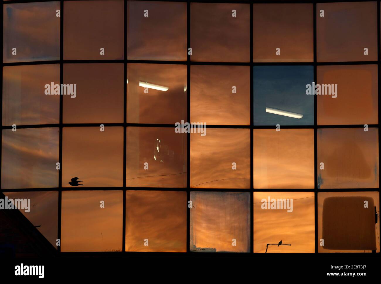 Loughborough, Leicestershire, Großbritannien. 31st. Januar 2021. Wetter in Großbritannien. Tauben spiegeln sich bei Sonnenaufgang in den Fenstern eines SainsburyÕs-Ladens. Darren Stockfoto