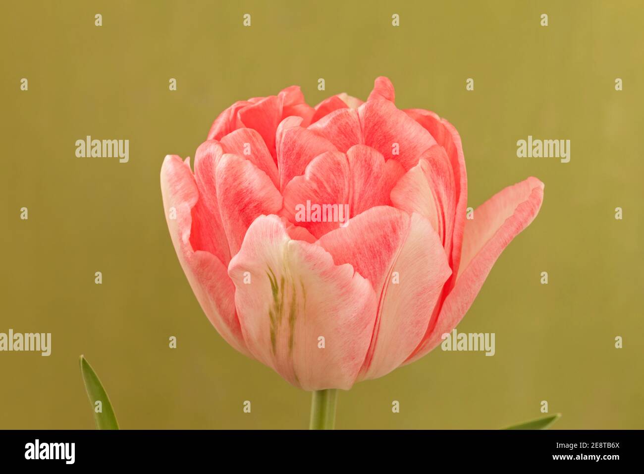 Tulipa 'Foxtrot', Rosa Doppeltulip Stockfoto