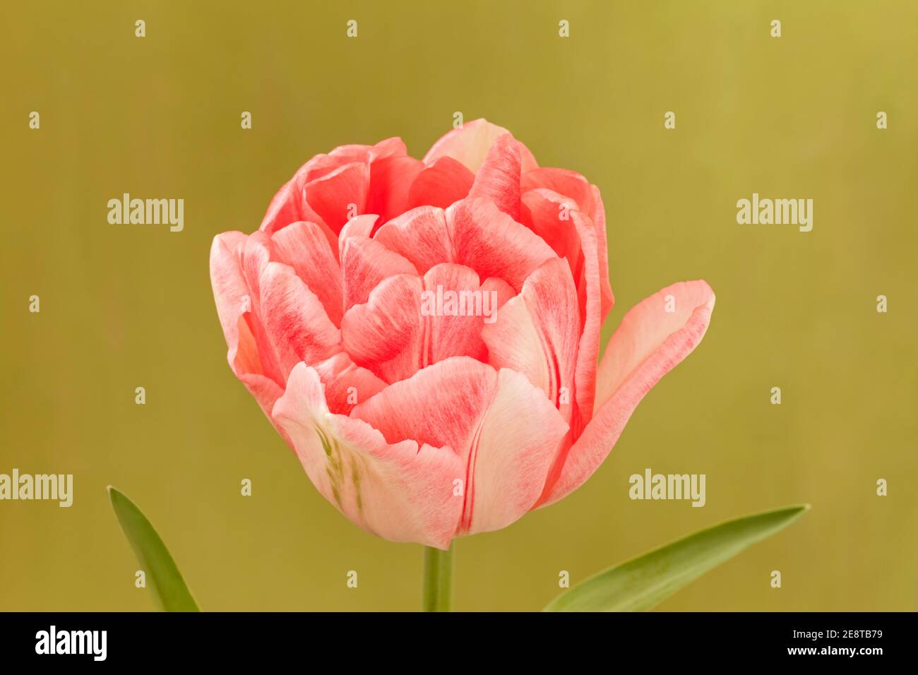 Tulipa 'Foxtrot', Rosa Doppeltulip Stockfoto