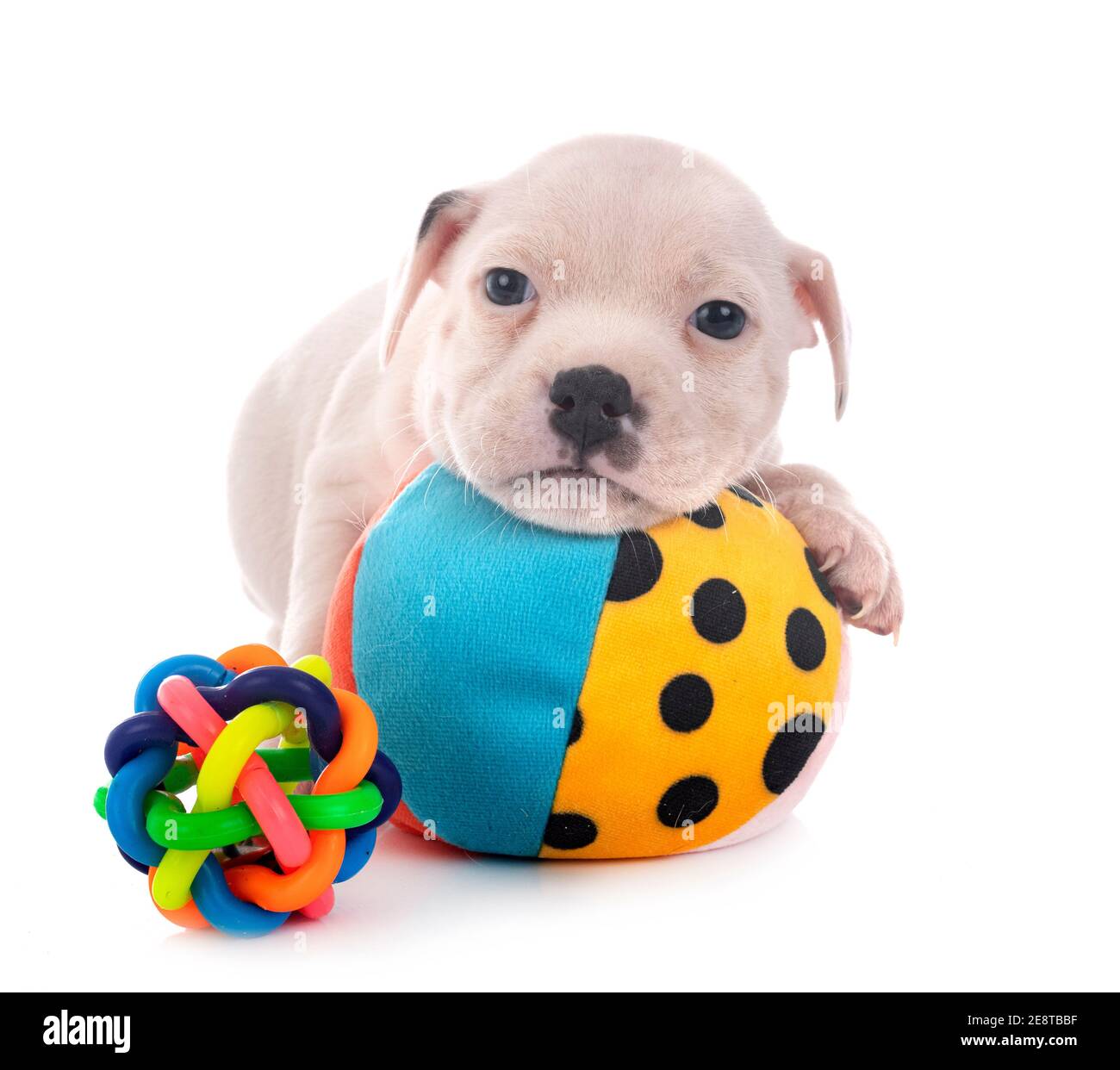 Welpen Staffordshire Bull Terrier vor weißem Hintergrund Stockfoto
