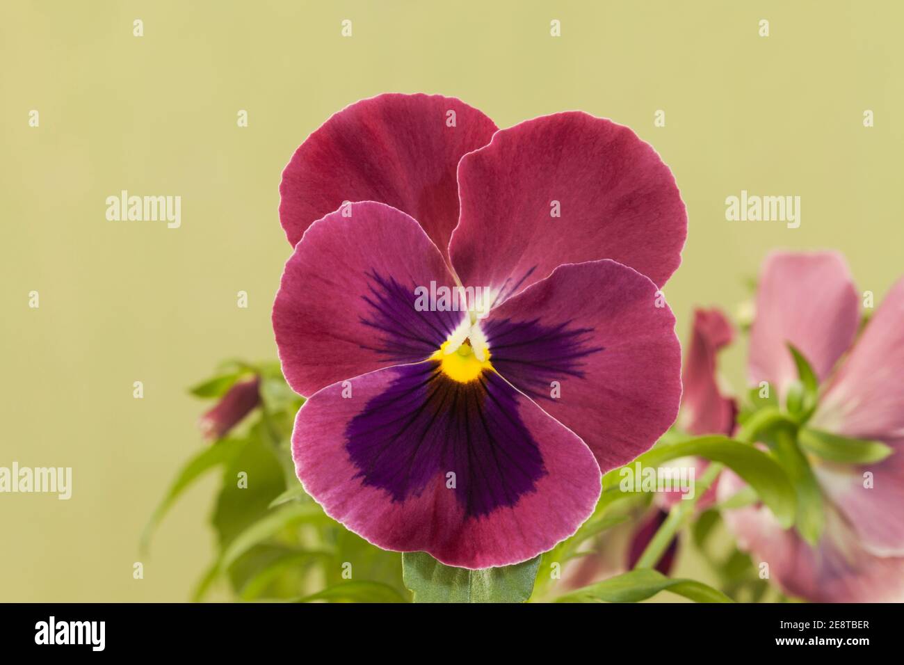 Pansy „Carmine Rose Blotch“ Stockfoto