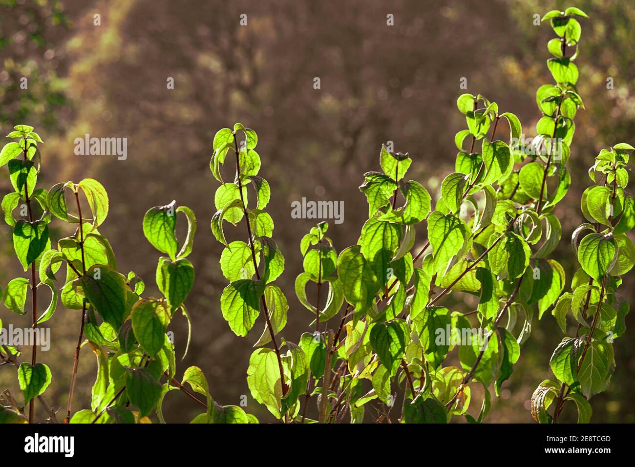 Sonniger Sommertag. Blick von vorne. Stockfoto