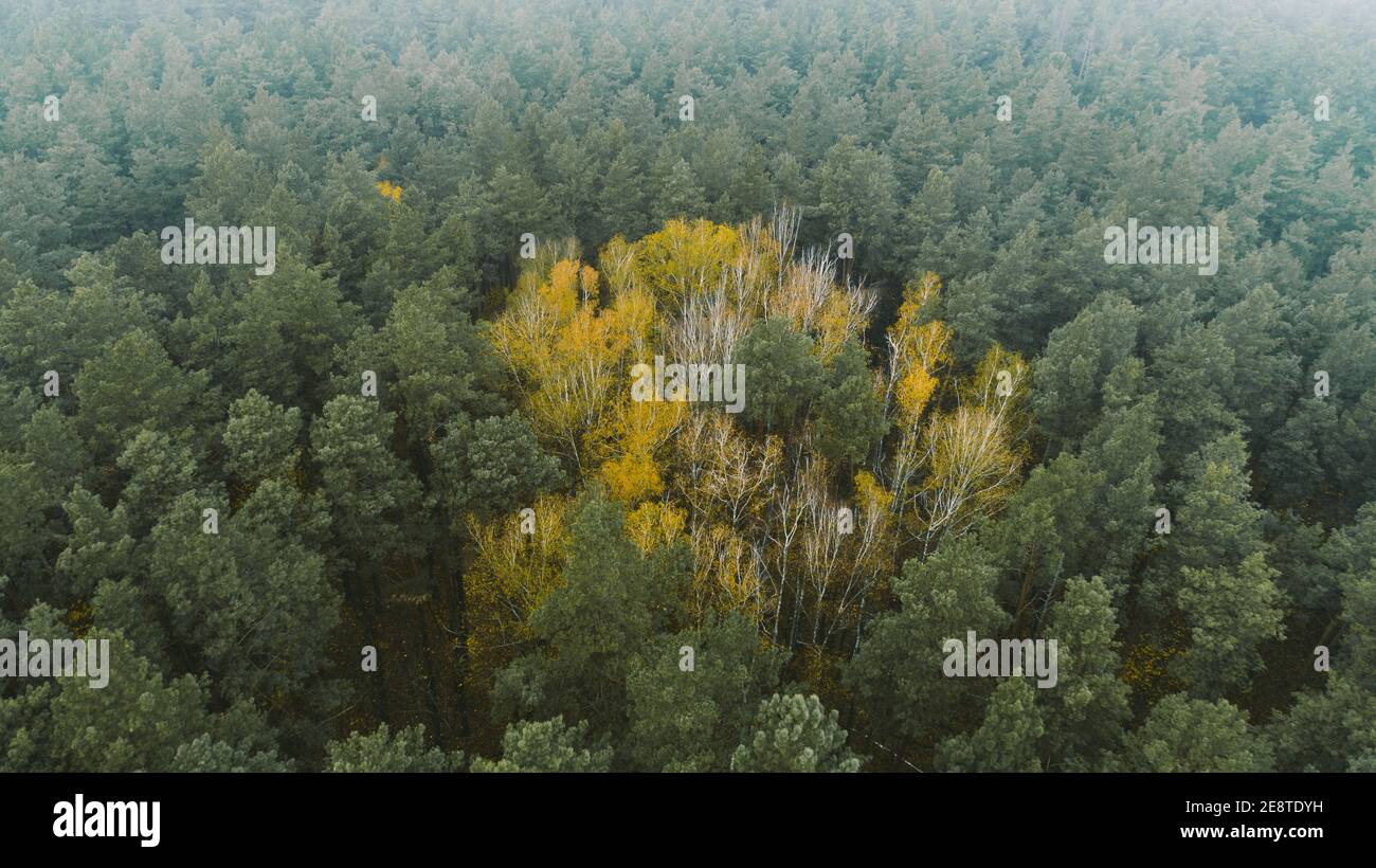 Schöner Herbstwald von oben. Luftaufnahme Stockfoto