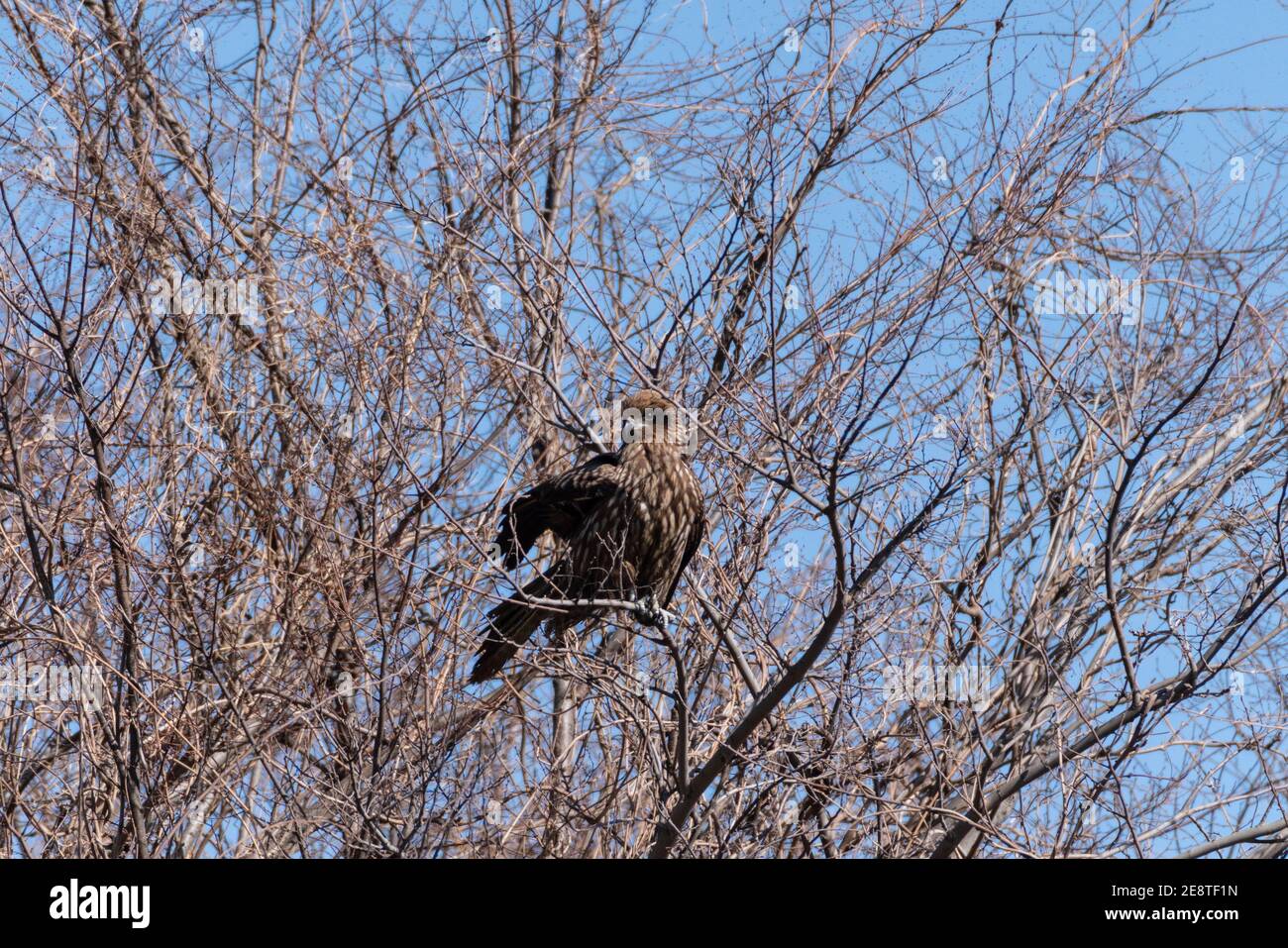 Schwarzer Drachen (Milvus migrans), Stadt Isehara, Präfektur Kanagawa, Japan Stockfoto