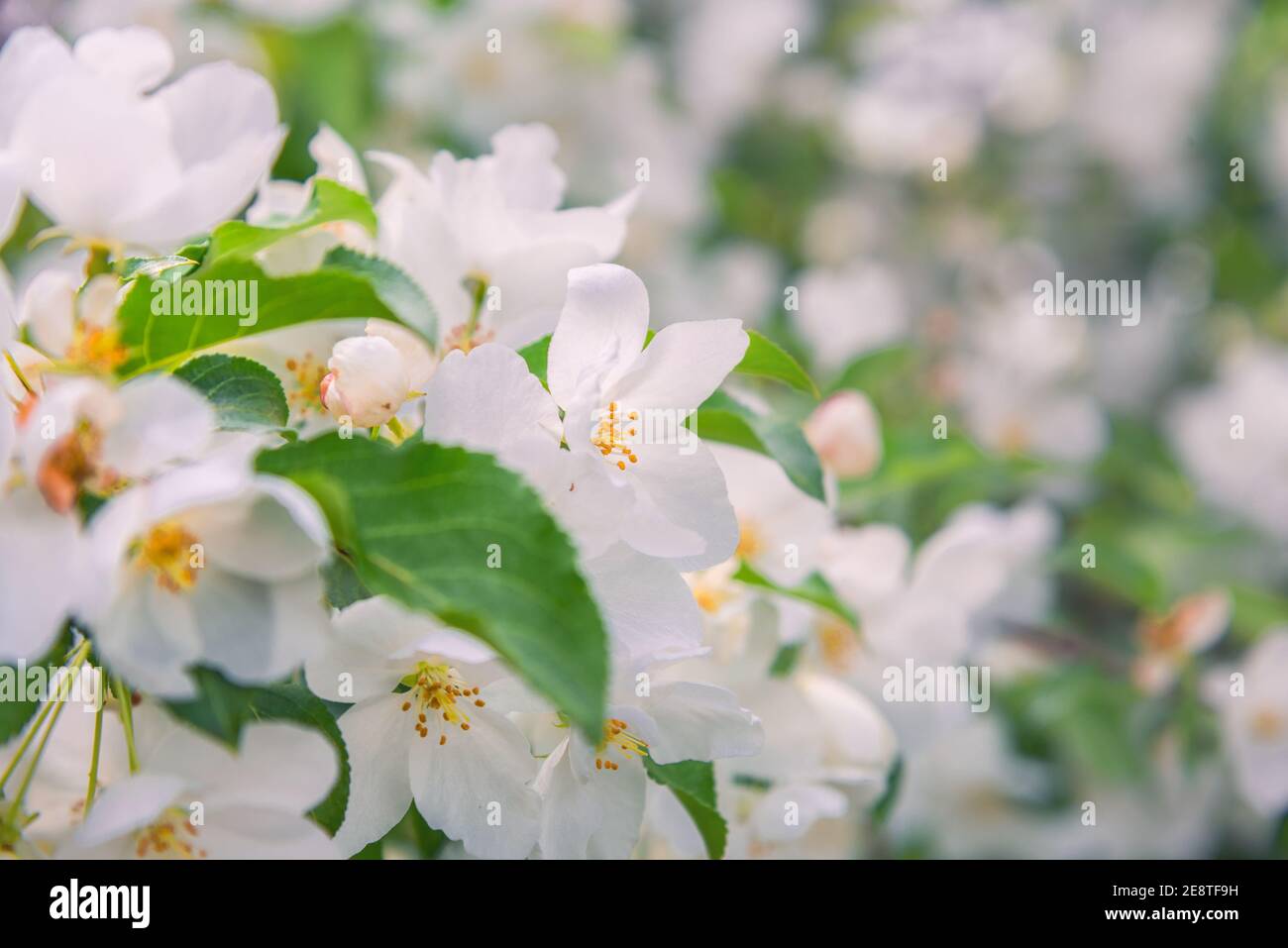 Blühender Apfelbaum-Brunch mit weißen Blumen auf grünem Hintergrund Stockfoto