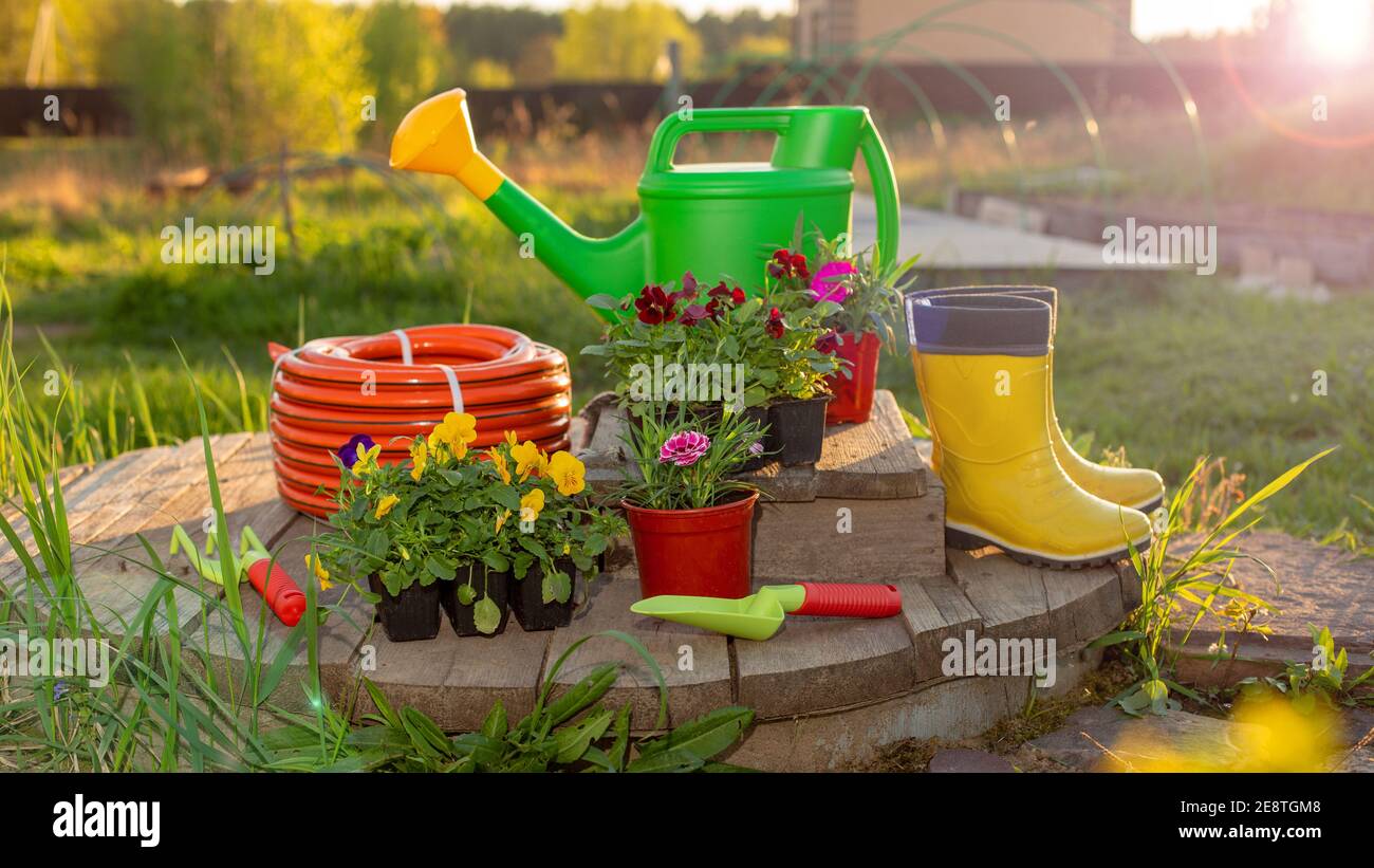 Neue grüne Gießkanne, Bewässerungsschlauch, Blumensämlinge, Gartengeräte auf Holzbrettern im Garten Stockfoto