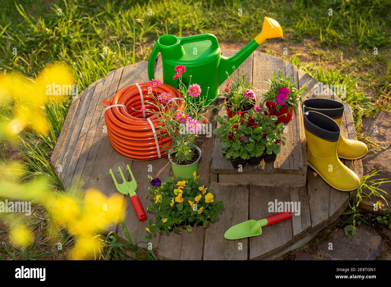 Gartengeräte: Neue Gießkanne, Bewässerungsschlauch, Blumensämlinge auf Holzbrettern im Garten Stockfoto