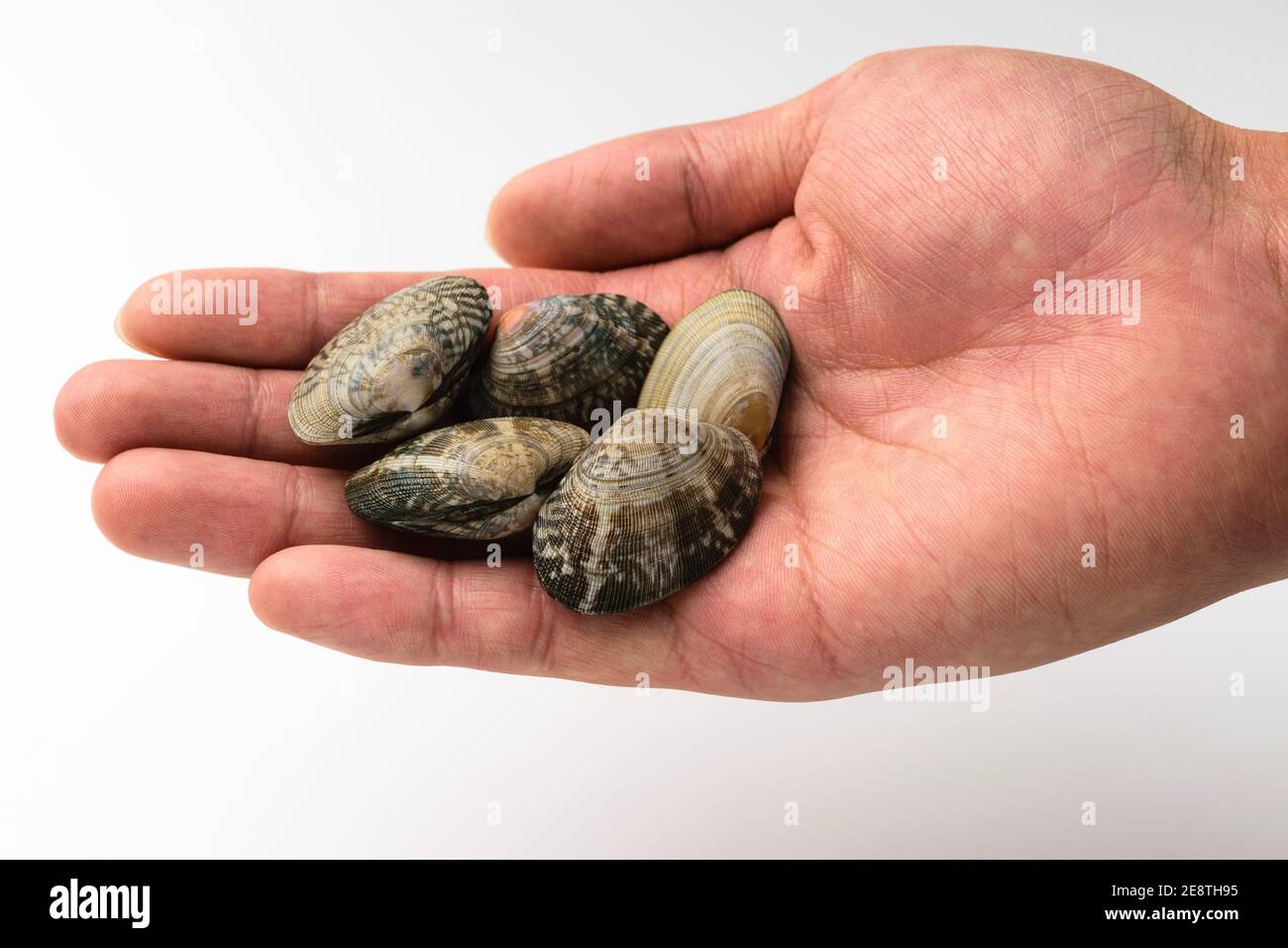Muschel auf weißem Hintergrund Stockfoto