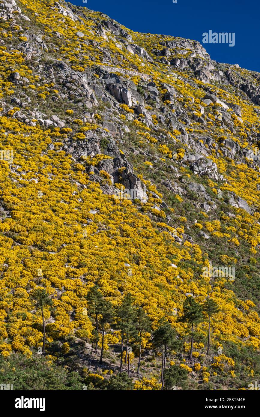 Spanischer Besen oder behaarte Fruchtbesen, blühender Besen, am Hang in Vale do Rio Zezere, Naturpark Serra da Estrela, Region Centro, Portugal Stockfoto