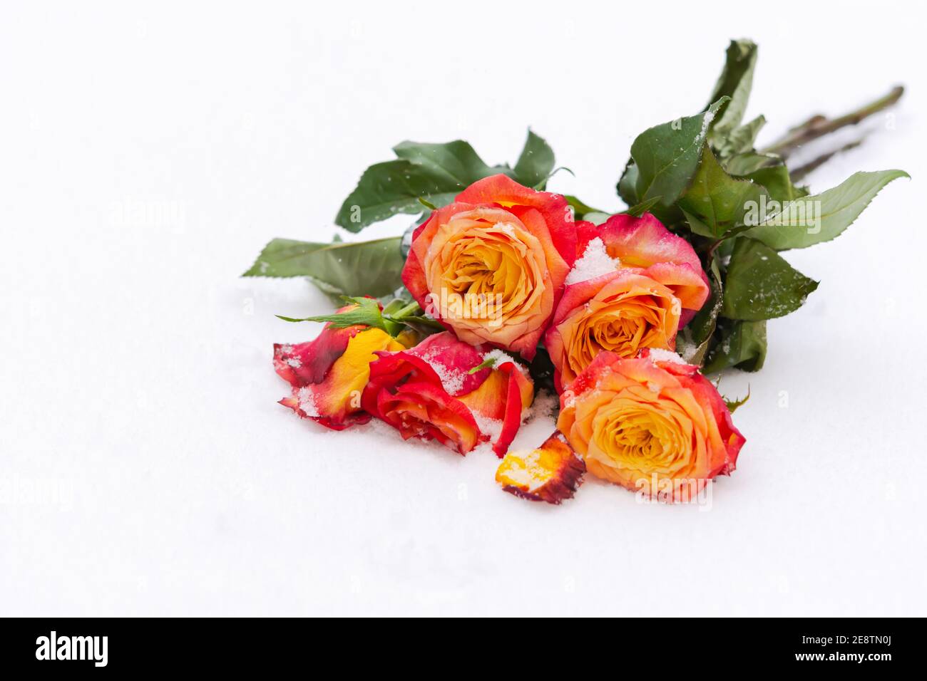 Ein Bouquet von schönen orange-roten Rosen auf dem Schnee. Eine Erklärung der Liebe und Gefühle. Orangenrosen, gefroren in Schneeflocken, Draufsicht. Das Konzept von Stockfoto