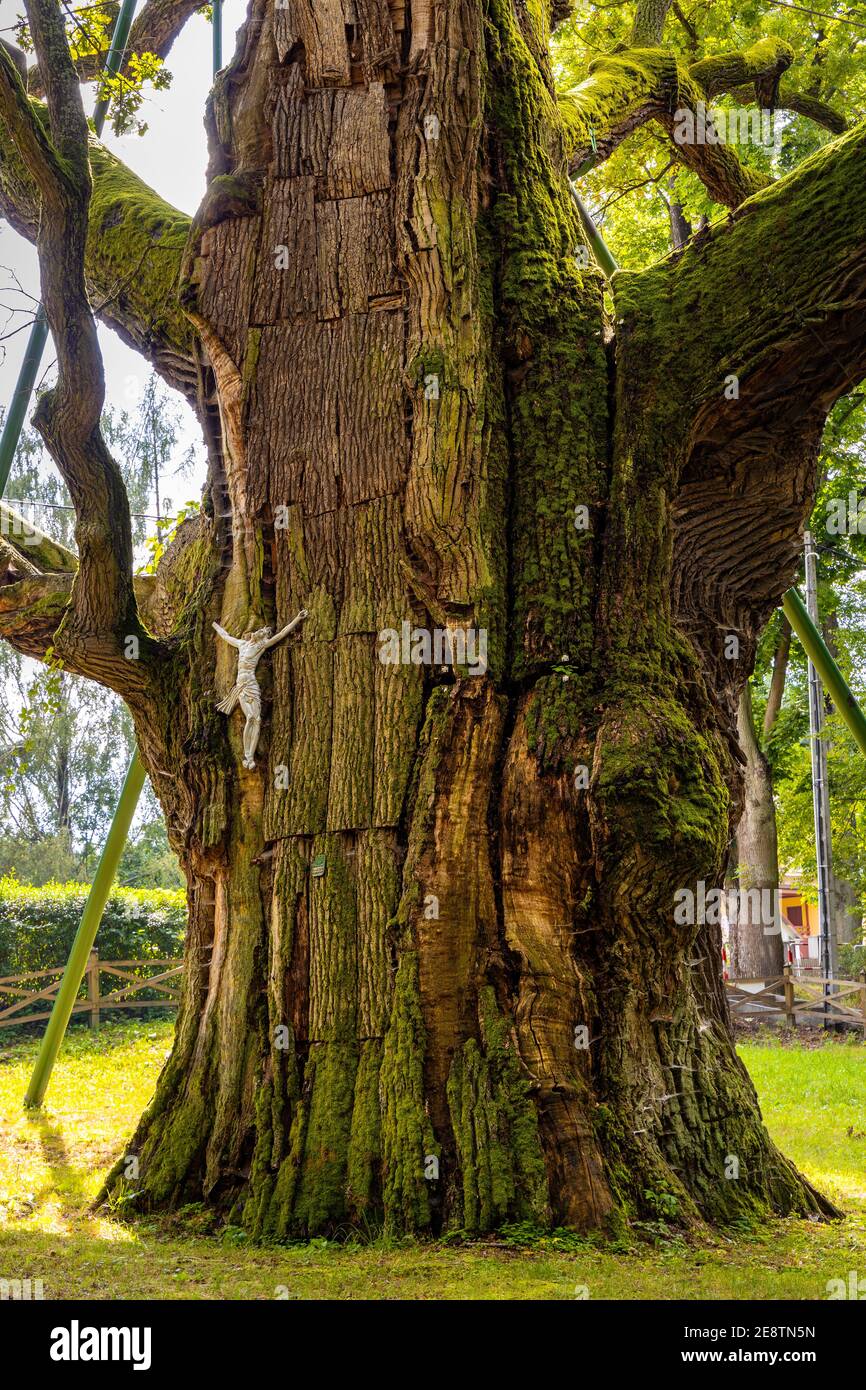 Zagnansk, Polen - 23. August 2020: Bartek Eiche Naturdenkmal, eine der ältesten Eiche in Polen, über 800 Jahre im Swietokrzyskie-Gebirge gealtert Stockfoto