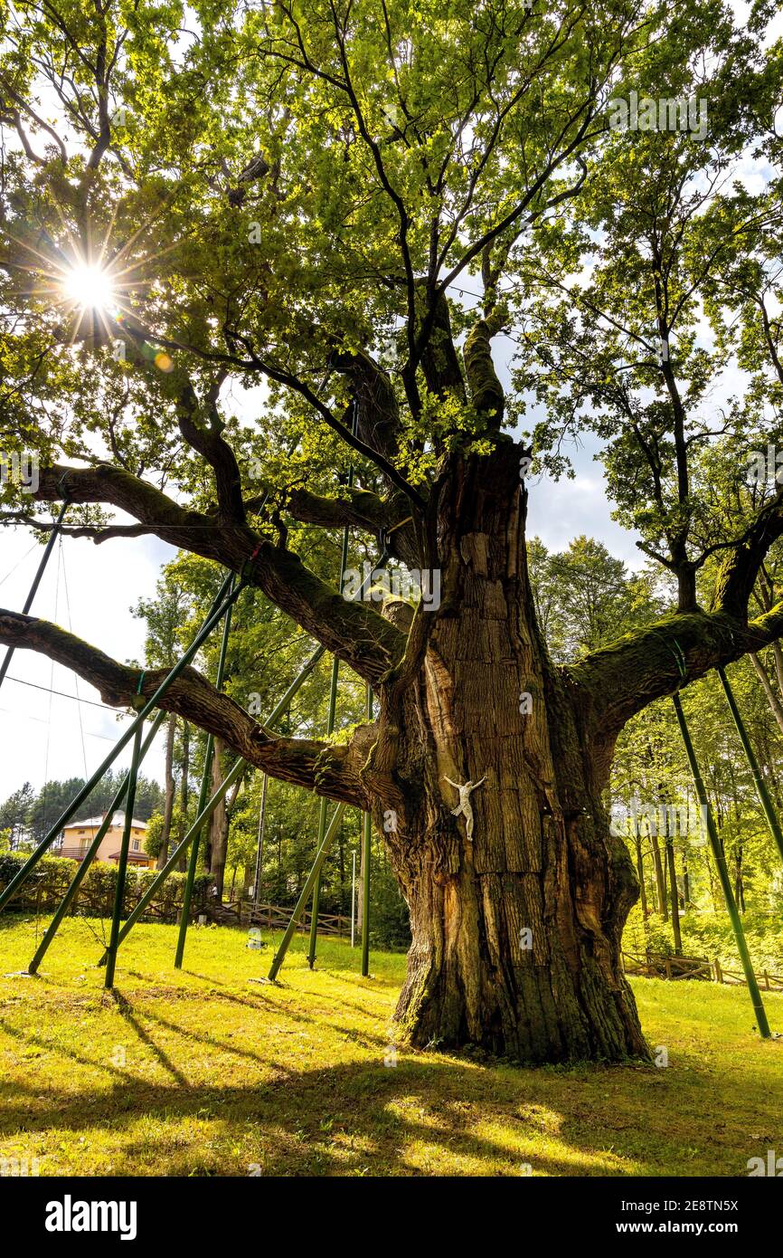 Zagnansk, Polen - 23. August 2020: Bartek Eiche Naturdenkmal, eine der ältesten Eiche in Polen, über 800 Jahre im Swietokrzyskie-Gebirge gealtert Stockfoto