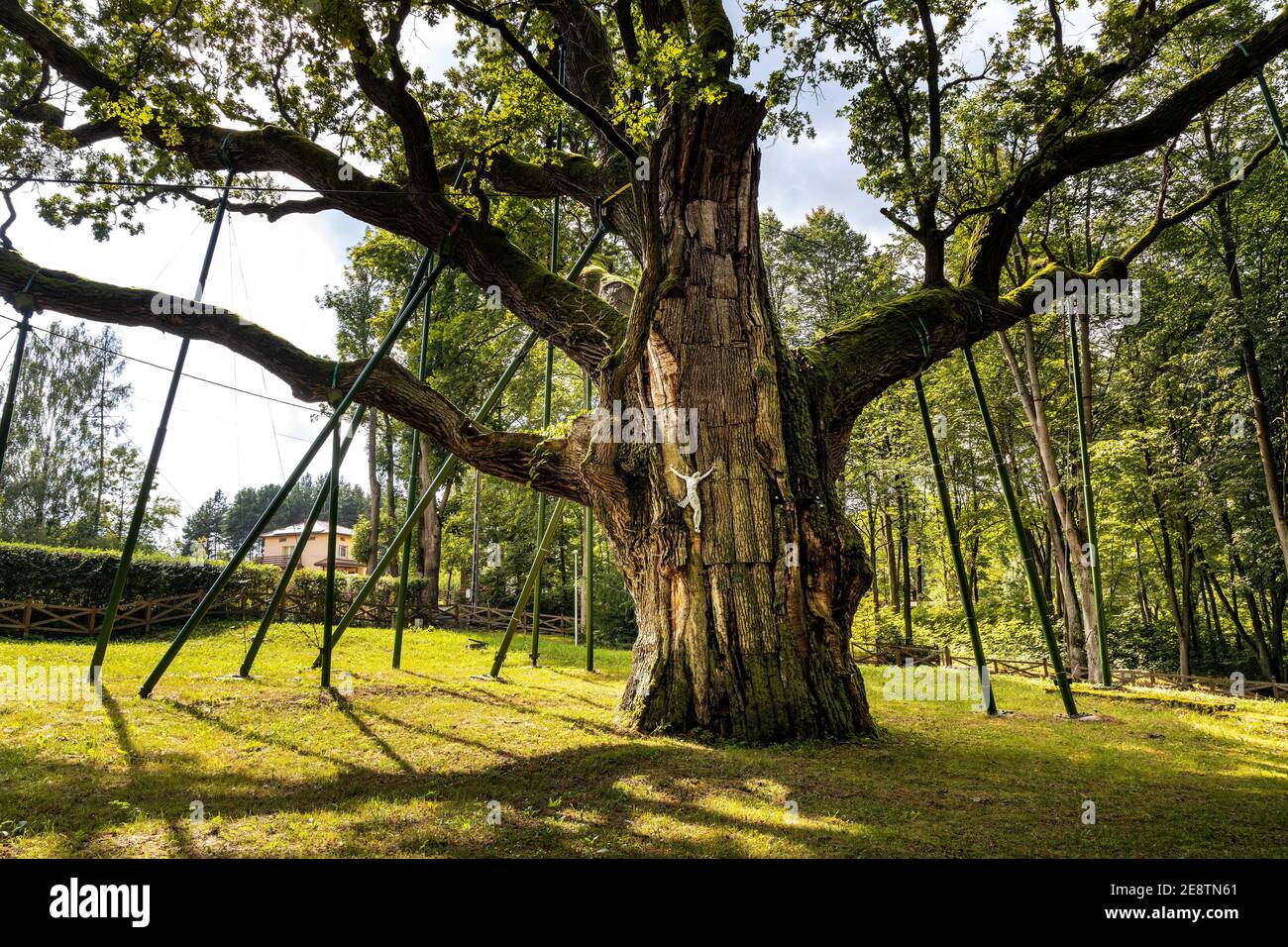 Zagnansk, Polen - 23. August 2020: Bartek Eiche Naturdenkmal, eine der ältesten Eiche in Polen, über 800 Jahre im Swietokrzyskie-Gebirge gealtert Stockfoto