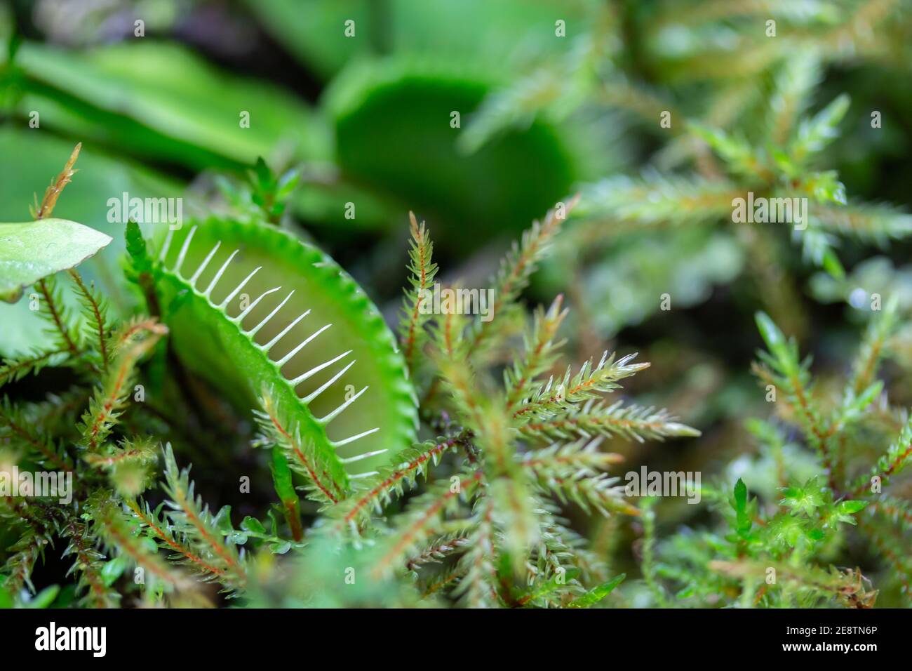 Die Venusfliegenfalle, auch Dionaea muscipula genannt, ist eine räuberische Insektenfalle. Echte horizontale Fotografie Stockfoto