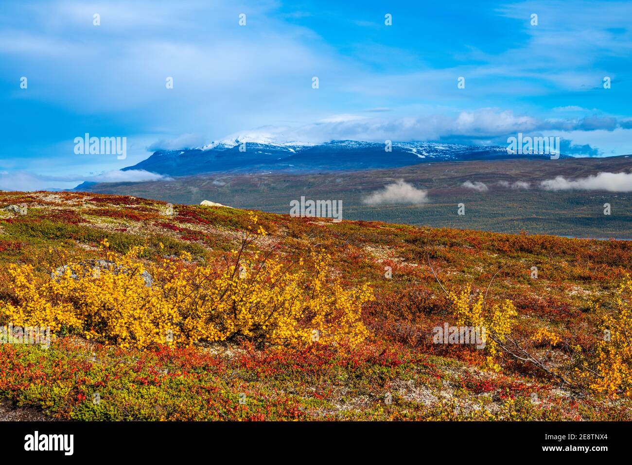 Herbstlandschaft mit schneebedeckten Berg mit Nebel im Hintergrund und schönen Herbstfarben, Björkliden, kiruna County, Schwedisch Lappland, Schweden Stockfoto
