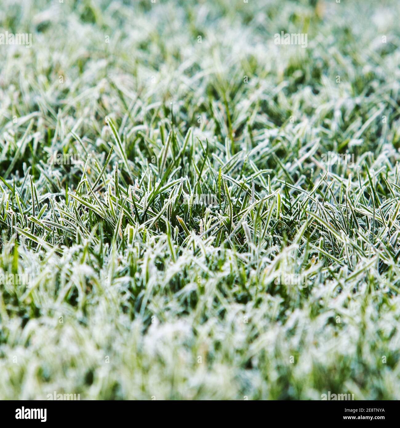 Gefrorenen Rasen Hintergrund und Textur im Querformat Stockfoto