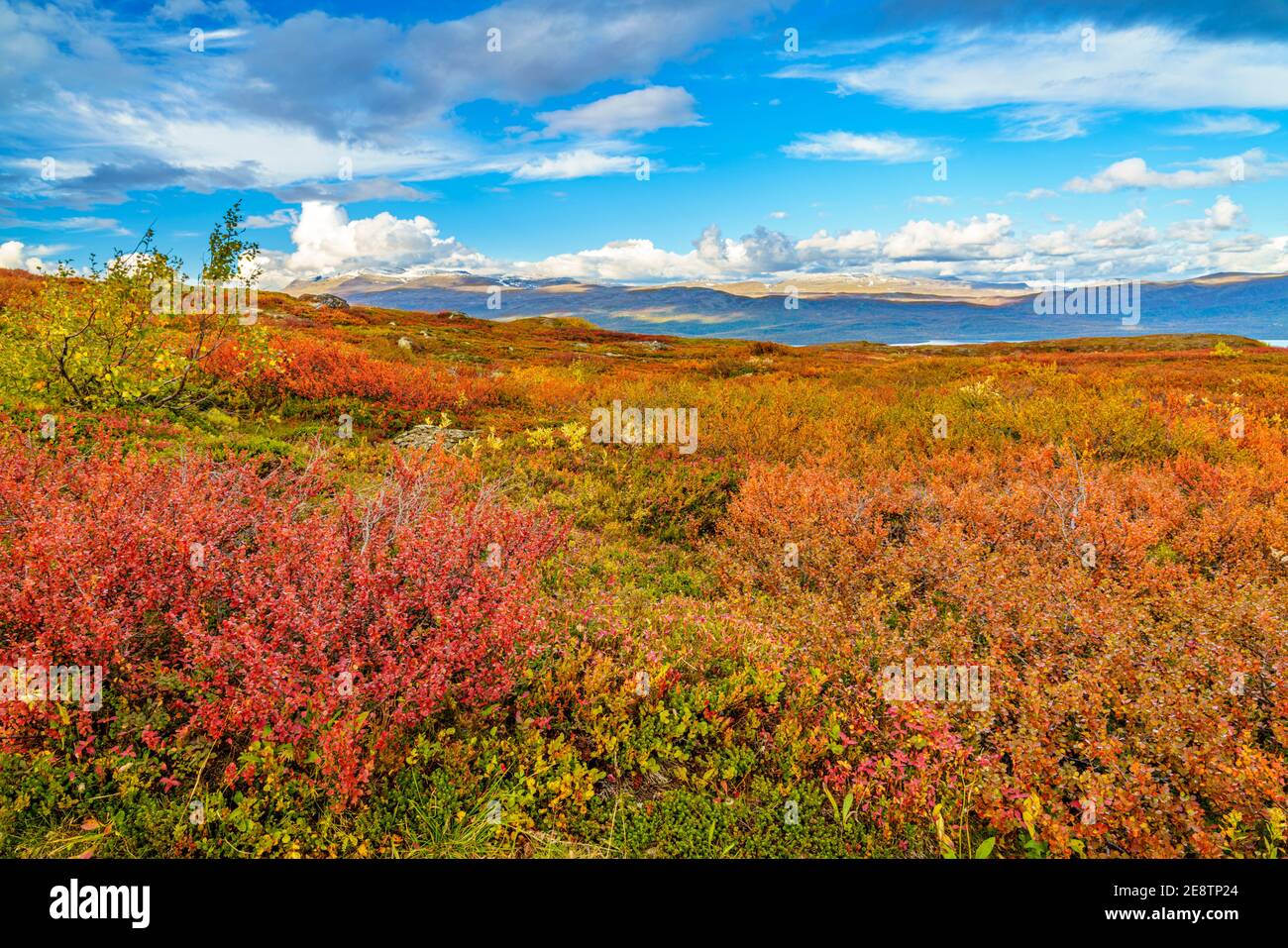 Herbstlandschaft mit schneebedeckten Berg mit Nebel im Hintergrund und schönen Herbstfarben, Björkliden, kiruna County, Schwedisch Lappland, Schweden Stockfoto